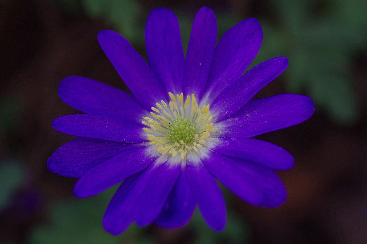 Anemonis, Žiedas, Žydėti, Gėlė, Mėlynas, Pavasaris, Gėlės, Uždaryti, Makro, Nemokamos Nuotraukos