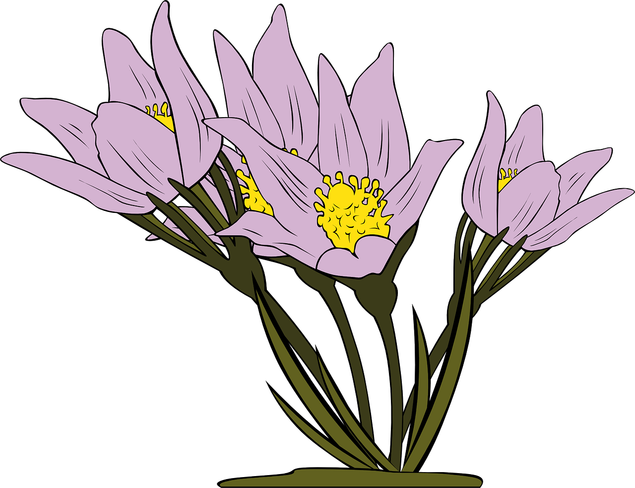 Anemonis, Gėlės, Violetinė, Gėlių, Sodas, Žydėti, Flora, Gražus, Nemokama Vektorinė Grafika, Nemokamos Nuotraukos