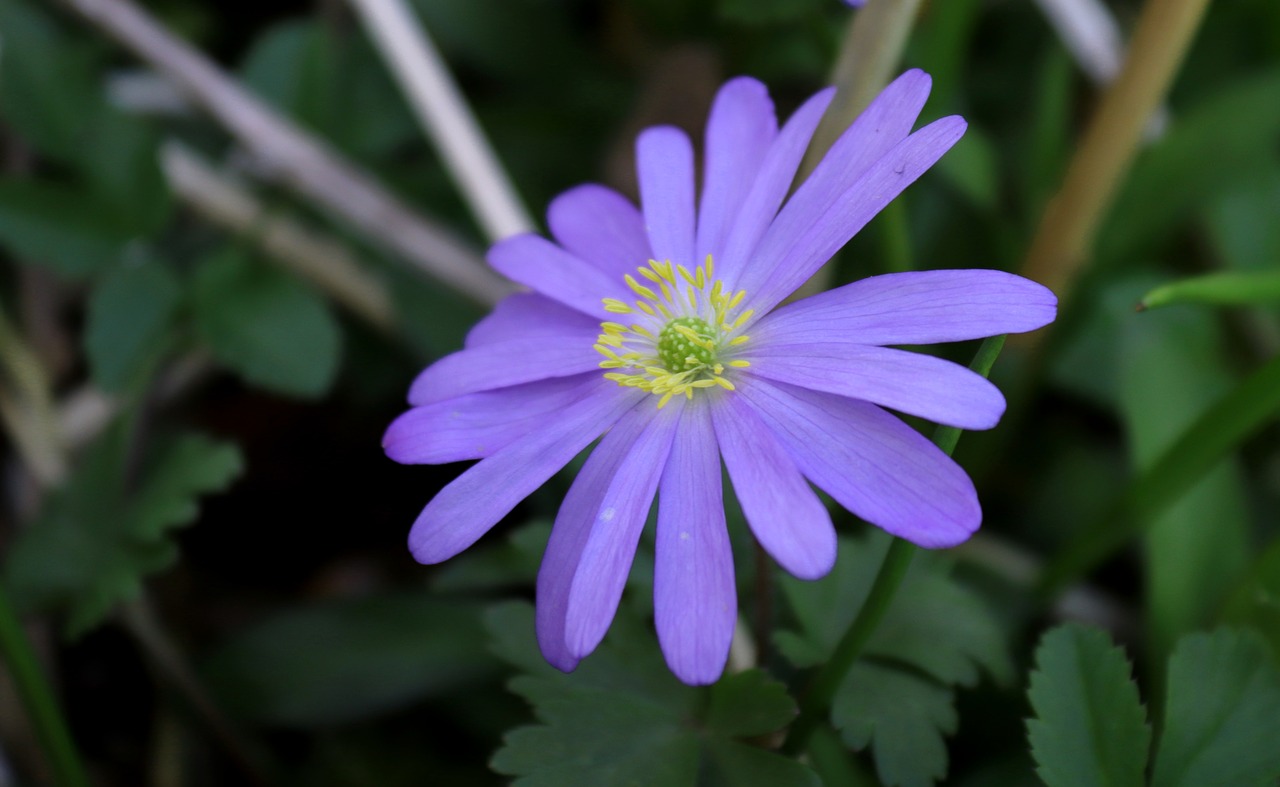 Anemone,  Pobūdį,  Gėlė,  Žiedas,  Žydi,  Mėlyna,  Švelnus,  Pavasaris,  Augalų,  Sodas