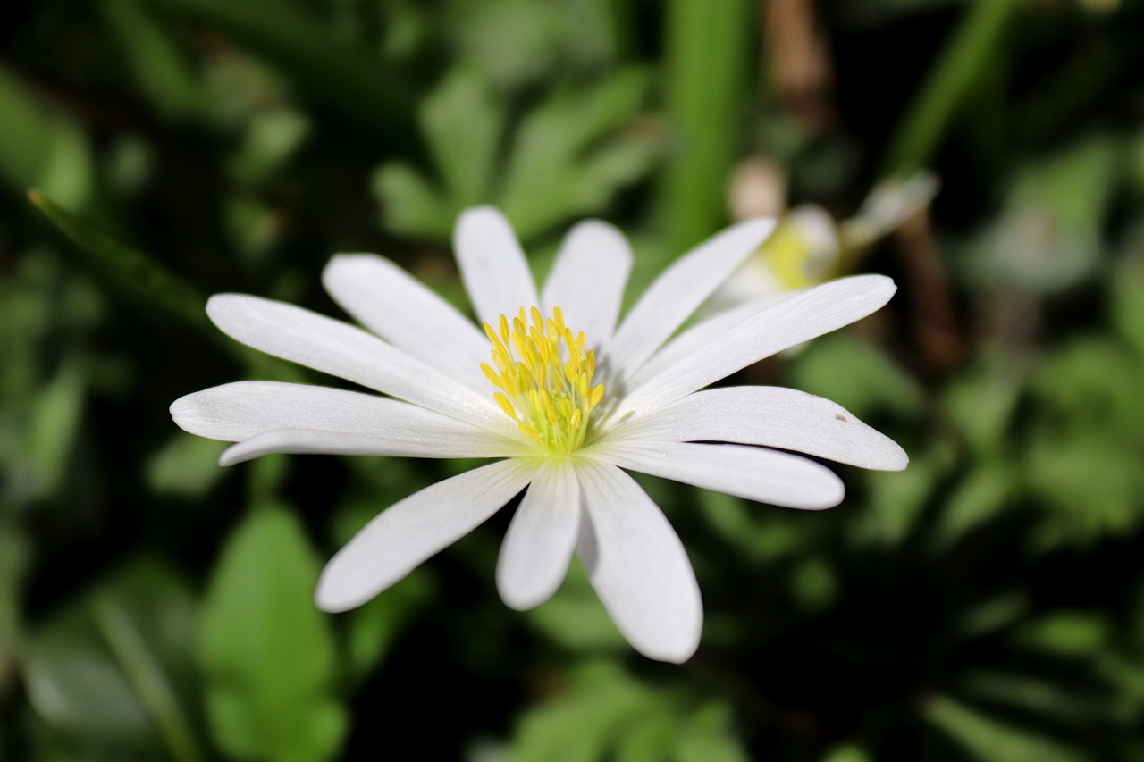 Anemone,  Pobūdį,  Gėlė,  Augalų,  Vasara,  Sodas,  Strahlen Zawilec,  Baltos Spalvos,  Žiedas,  Žydi