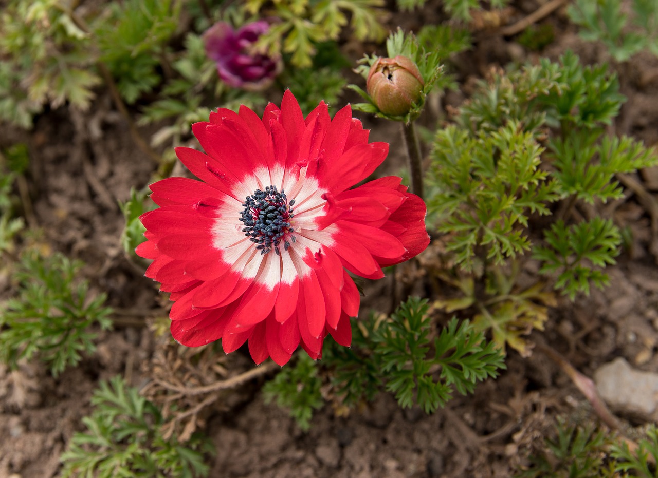 Anemone,  Gėlė,  Augalų,  Raudonas, Nemokamos Nuotraukos,  Nemokama Licenzija