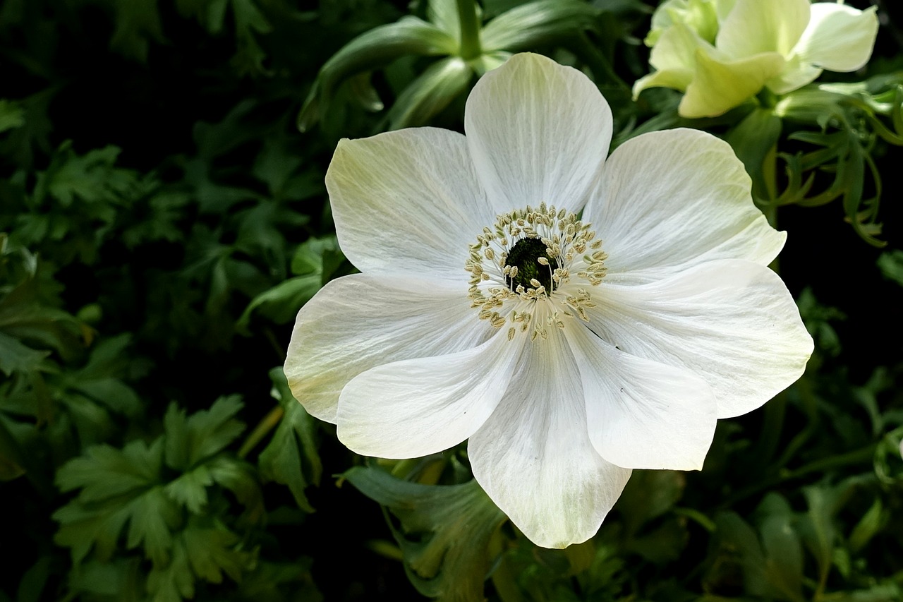 Anemone,  Gėlė,  Pobūdį,  Augalų,  Sodas,  Lapų,  Baltas, Nemokamos Nuotraukos,  Nemokama Licenzija