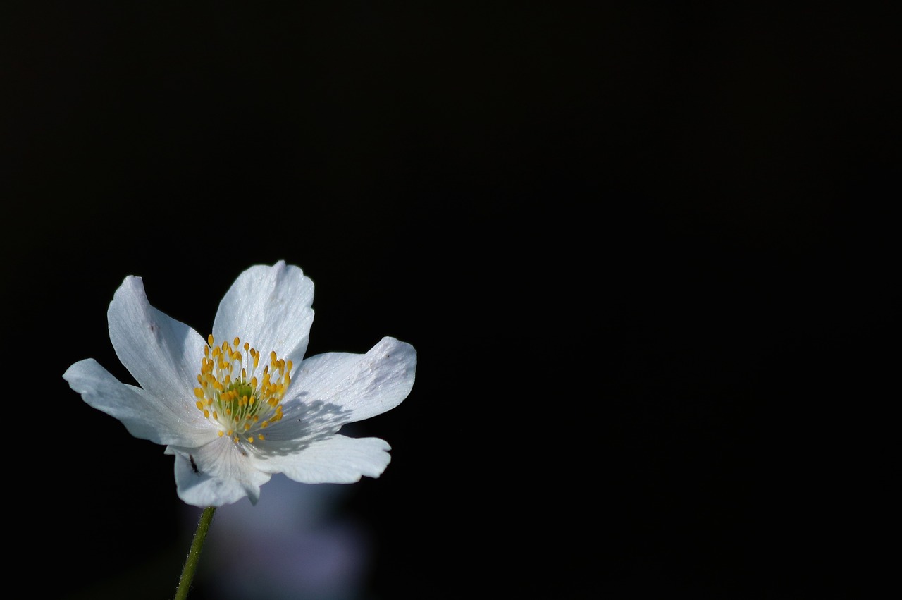 Anemone,  Gėlė,  Augalų,  Gamta, Nemokamos Nuotraukos,  Nemokama Licenzija