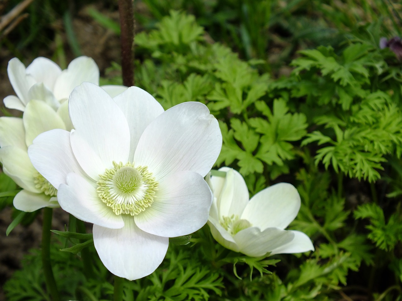 Anemone,  Gėlė,  Sodas,  Pobūdį,  Pavasaris,  Gėlės Plukių, Nemokamos Nuotraukos,  Nemokama Licenzija