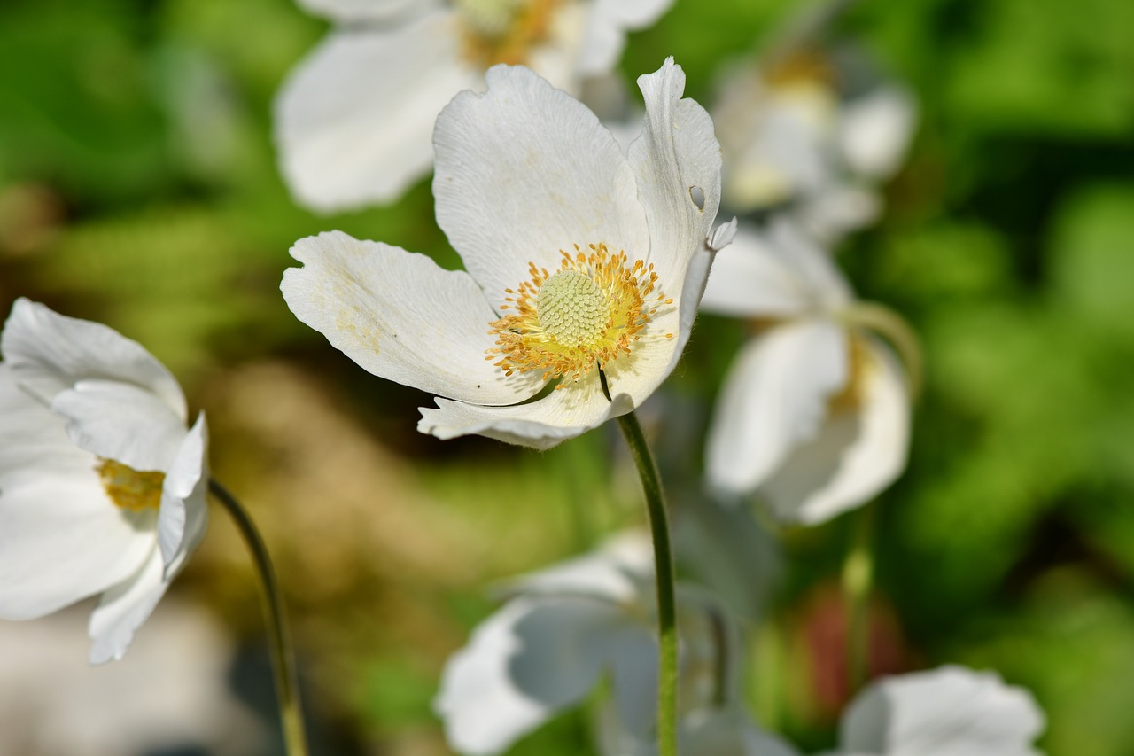 Anemone,  Didelio Zawilec,  Žiedas,  Žydi,  Gėlė,  Baltos Spalvos,  Augalų,  Balta Gėlė,  Pobūdį,  Išaugo