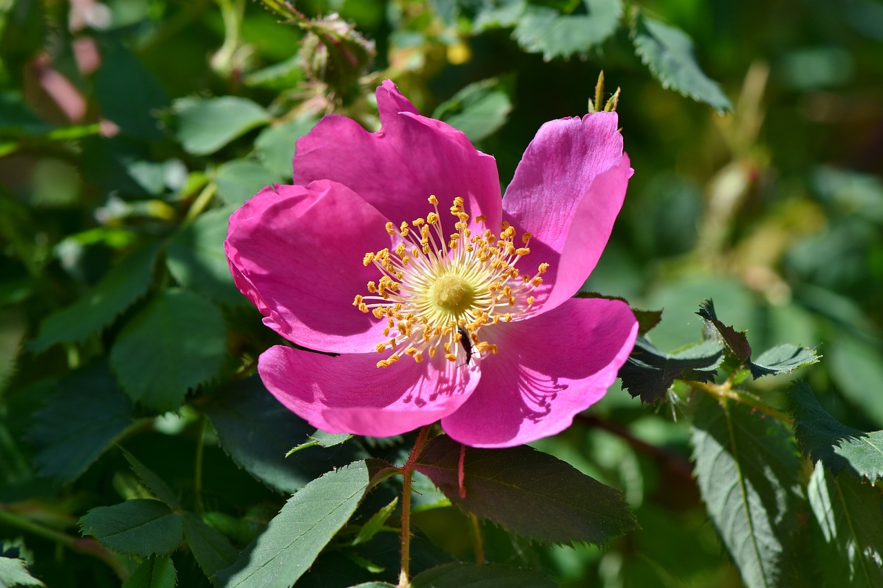 Anemone,  Florets,  Žiedas,  Žydi,  Pavasario Gėlė,  Žydi,  Pavasaris,  Anksti Gama,  Violetinė,  Gėlė