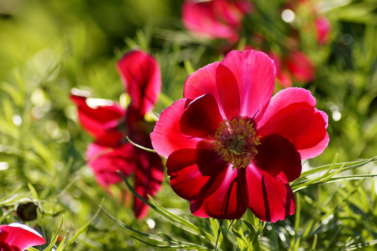 Anemone,  Raudona,  Raudona Zawilec,  Gėlė,  Raudona Gėlė,  Žiedas,  Žydi,  Pobūdį,  Fonas, Nemokamos Nuotraukos