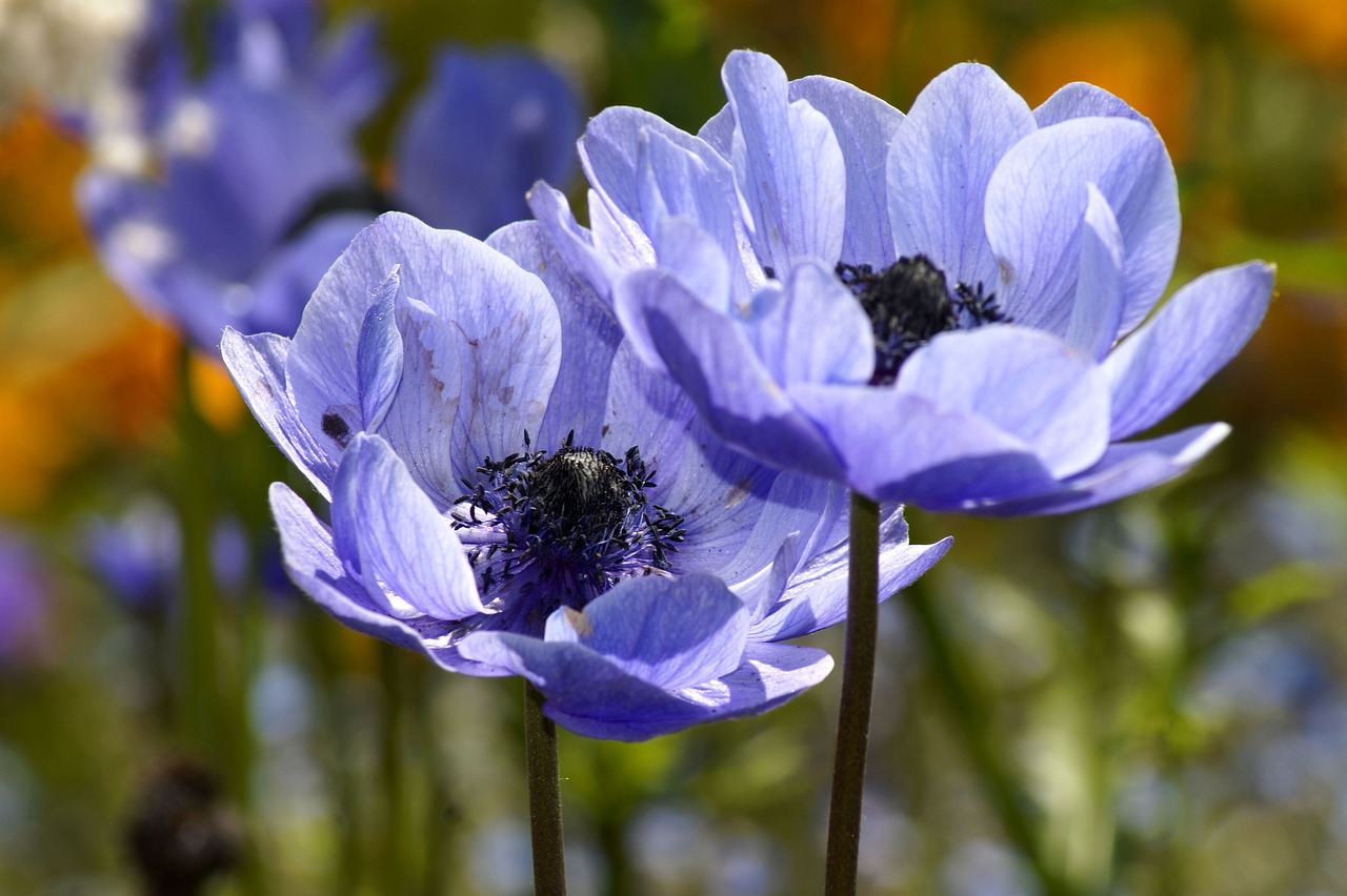 Anemone,  Mėlyna,  Mėlynos Anemones,  Gėlė,  Floros,  Pobūdį,  Fonas, Nemokamos Nuotraukos,  Nemokama Licenzija