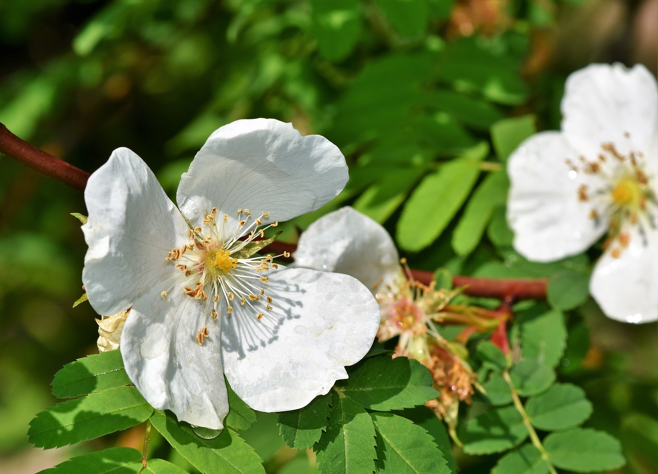 Anemone,  Didelio Zawilec,  Žiedas,  Žydi,  Gėlė,  Baltos Spalvos,  Augalų,  Balta Gėlė,  Pobūdį,  Pavasaris