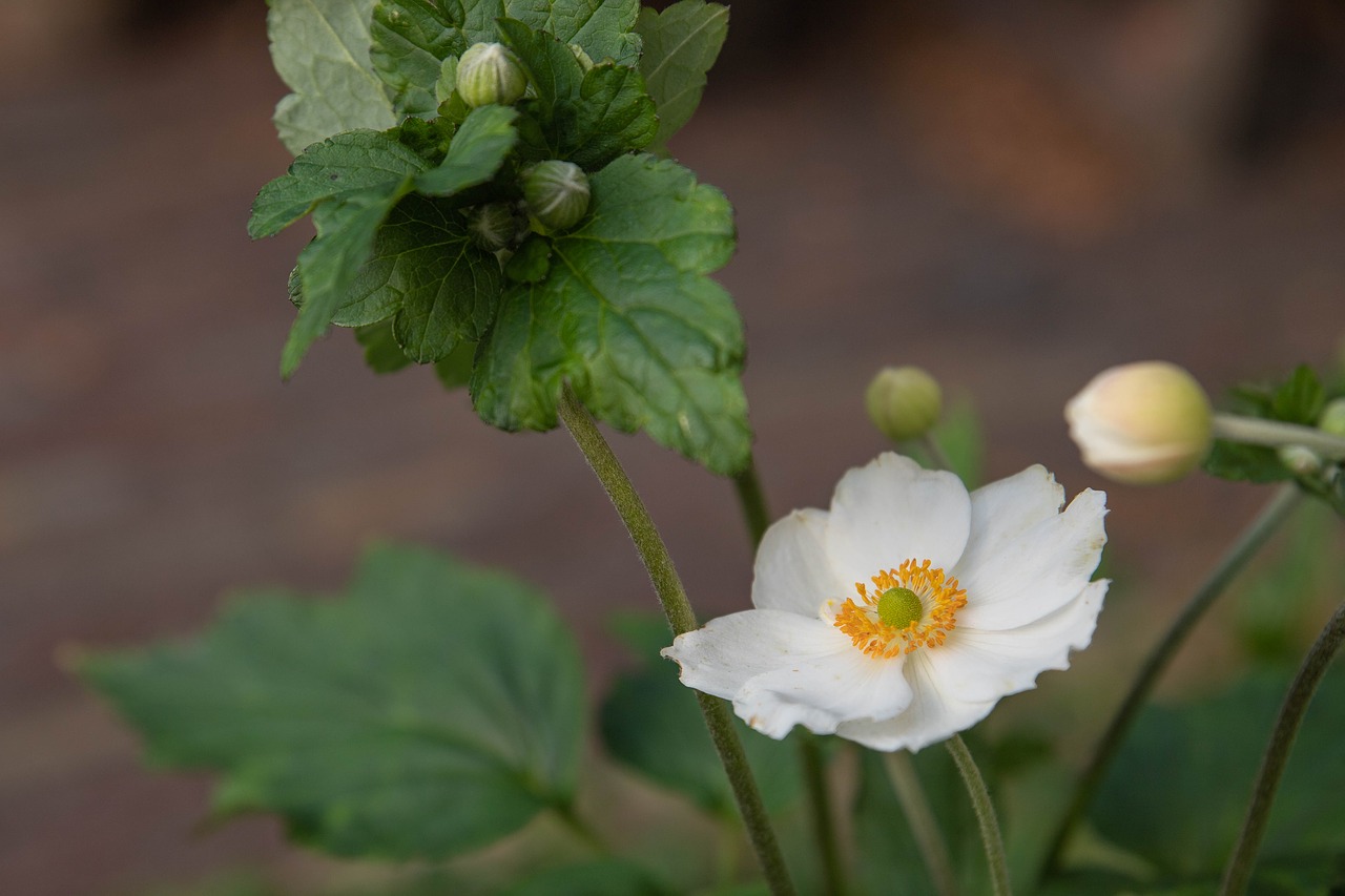 Anemone,  Balta Zawilec,  Gėlė,  Baltos Spalvos,  Daržovių,  Žydi,  Gėlės,  Sodas,  Gėlių Sodas,  Vasara