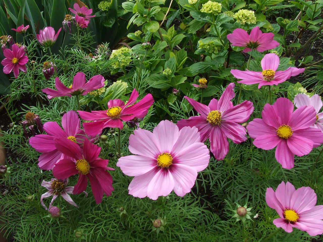 Anemonis, Anemonis Rožinis, Gėlės, Nemokamos Nuotraukos,  Nemokama Licenzija