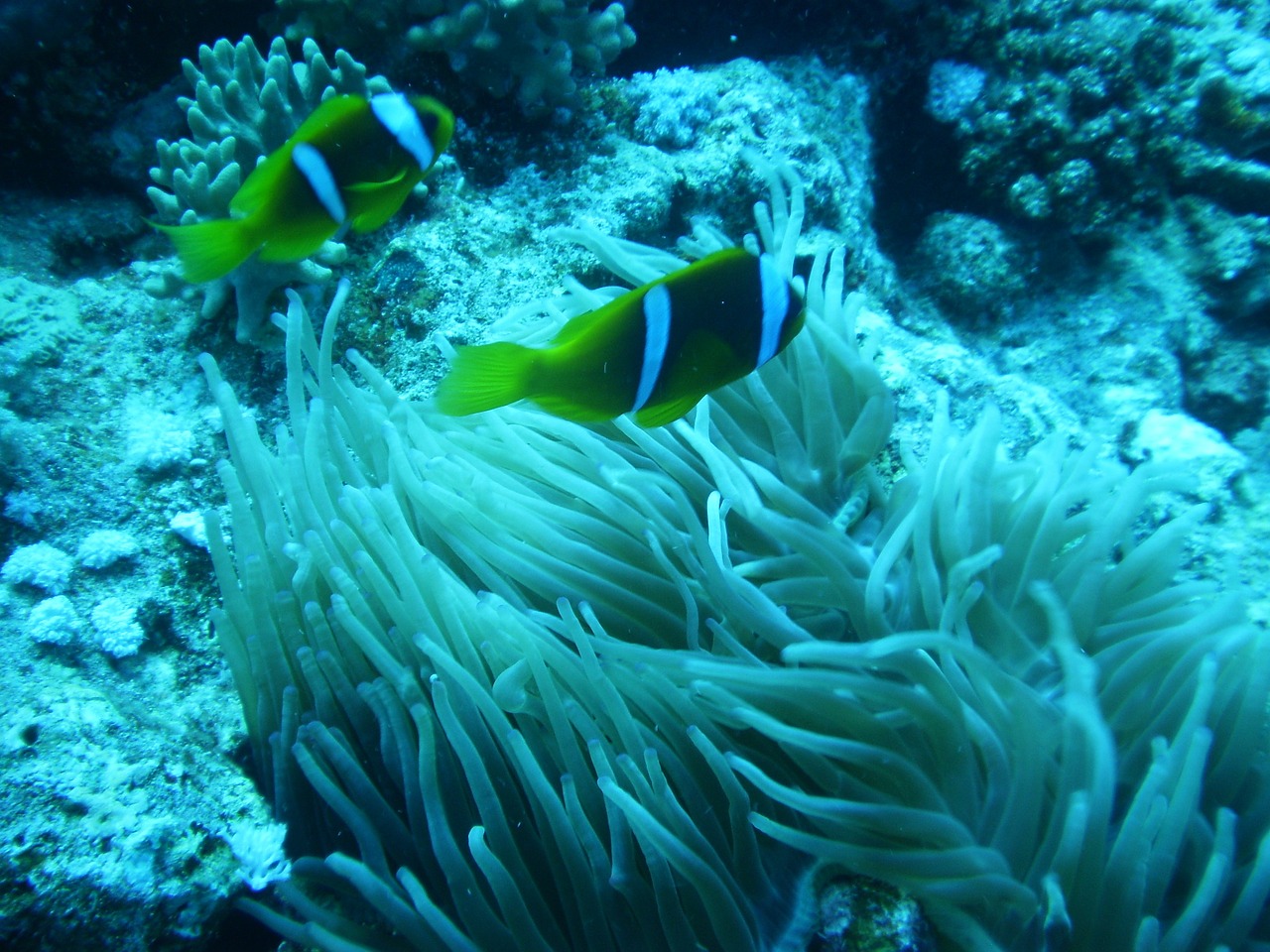 Anemonis, Nardymas, Šeima, Atostogos, Nemokamos Nuotraukos,  Nemokama Licenzija