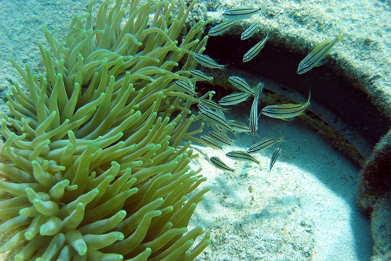 Anemonis, Pomidorai, Povandeninis, Peizažai, Gamta, Nemokamos Nuotraukos,  Nemokama Licenzija