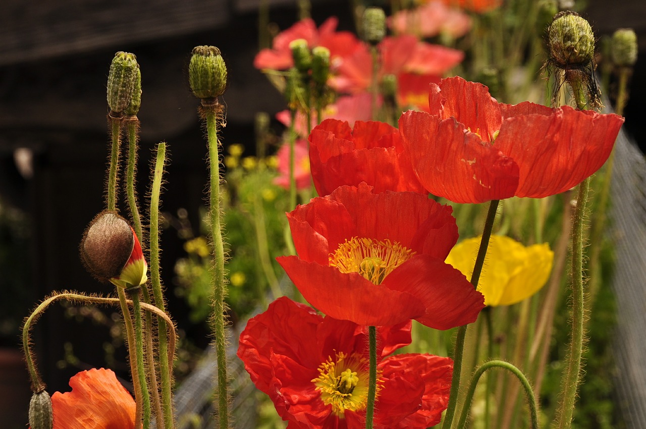 Anemonis, Aguona, Vasara, Liepa, Raudona, Nemokamos Nuotraukos,  Nemokama Licenzija