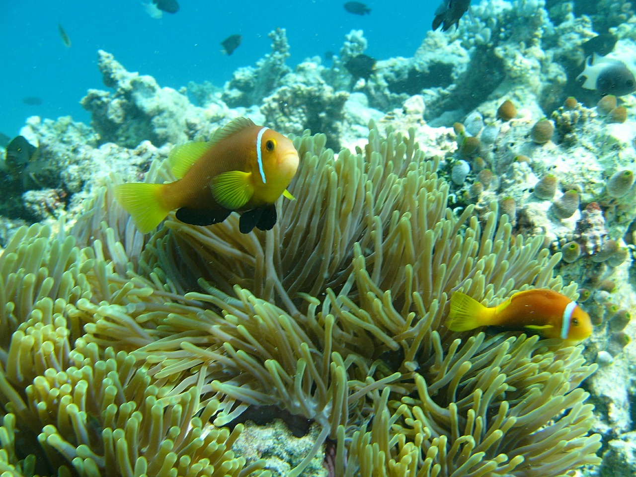 Anemonis, Maldyvai, Vanduo, Vandenynas, Žuvis, Rifas, Nemokamos Nuotraukos,  Nemokama Licenzija