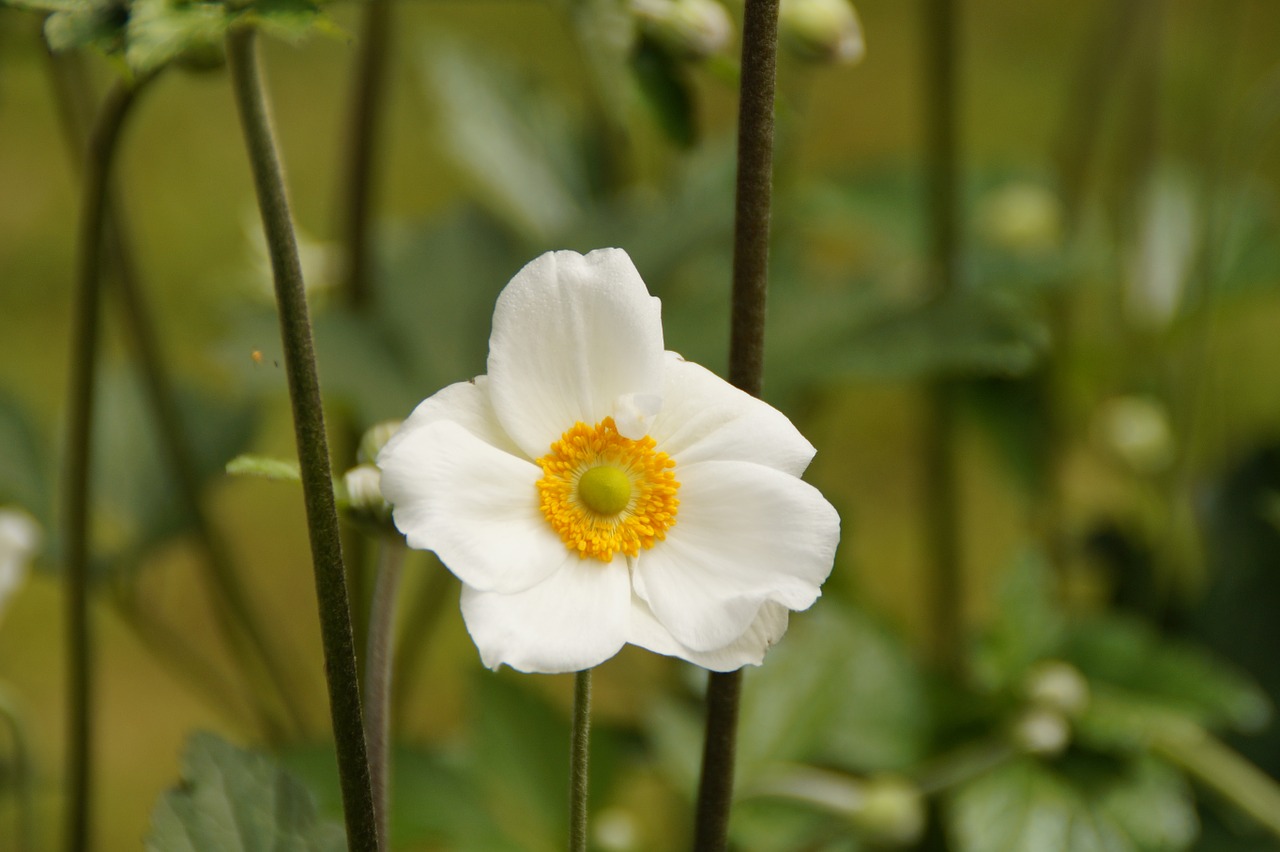 Anemonis, Balta, Uždaryti, Augalas, Žiedas, Žydėti, Vasara, Gražus, Atskirai, Vienas