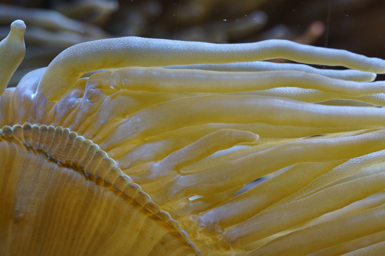 Anemonis, Jūros Anemonis, Povandeninis, Jūra, Akvariumas, Meeresbewohner, Rifas, Mollusk, Struktūra, Koralinis Rifas