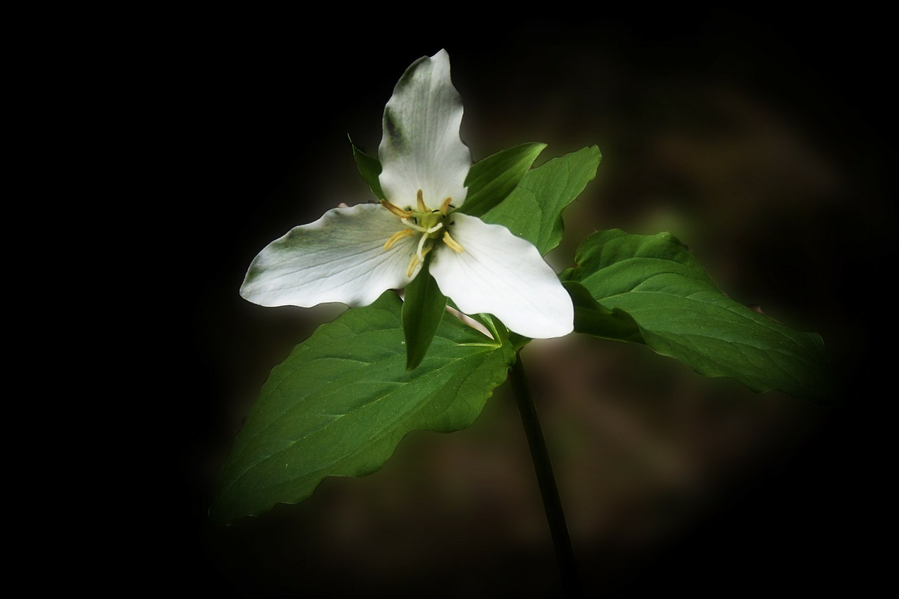 Anemonis, Wildflower, Gėlė, Balta, Gamta, Augalas, Žydėti, Žiedas, Flora, Žydi