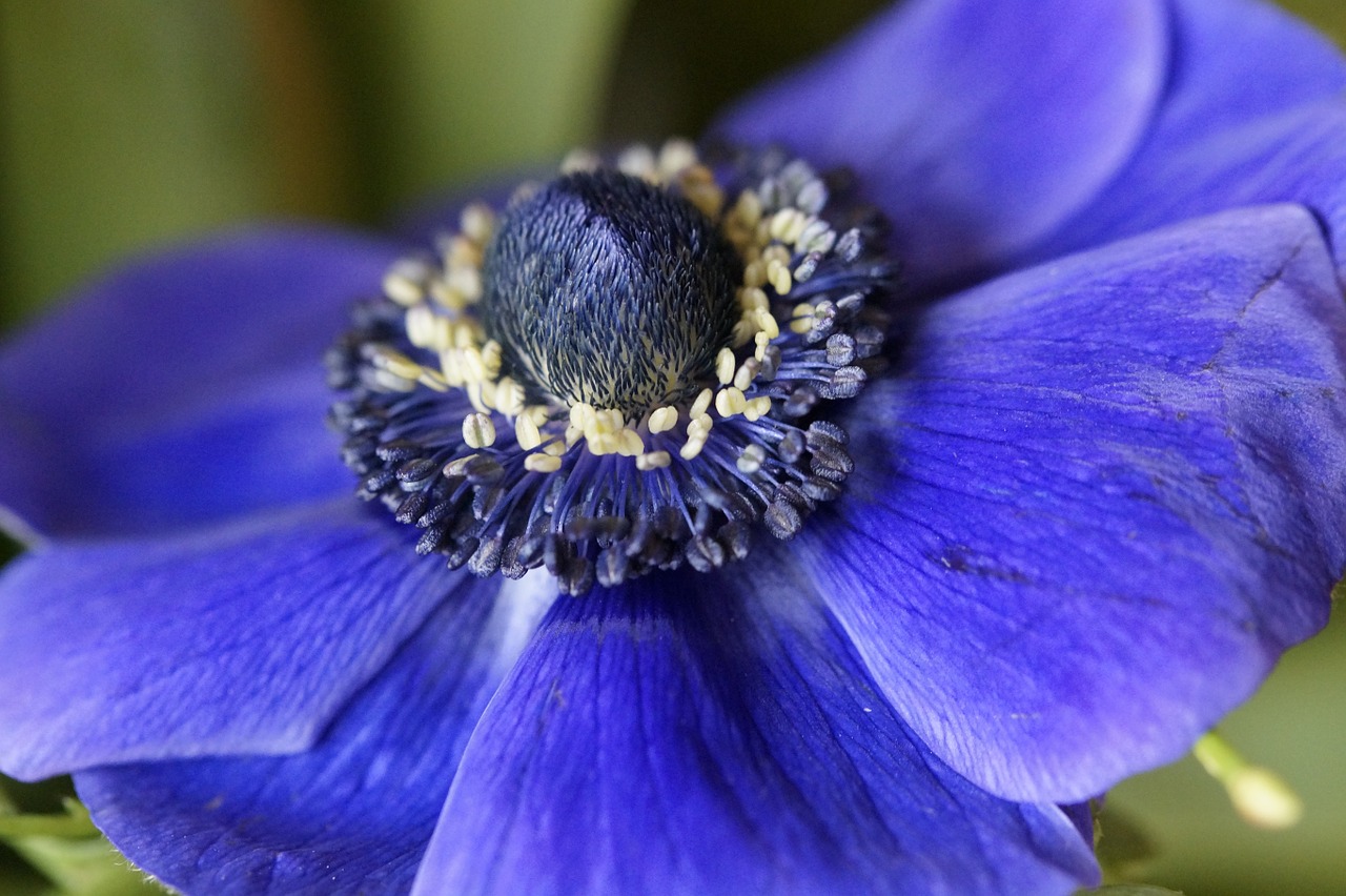 Anemonis, Vainikinė Anemone, Mėlynas, Žiedas, Žydėti, Hahnenfußgewächs, Žydėti, Gėlė, Pavasaris, Anemone Coronaria