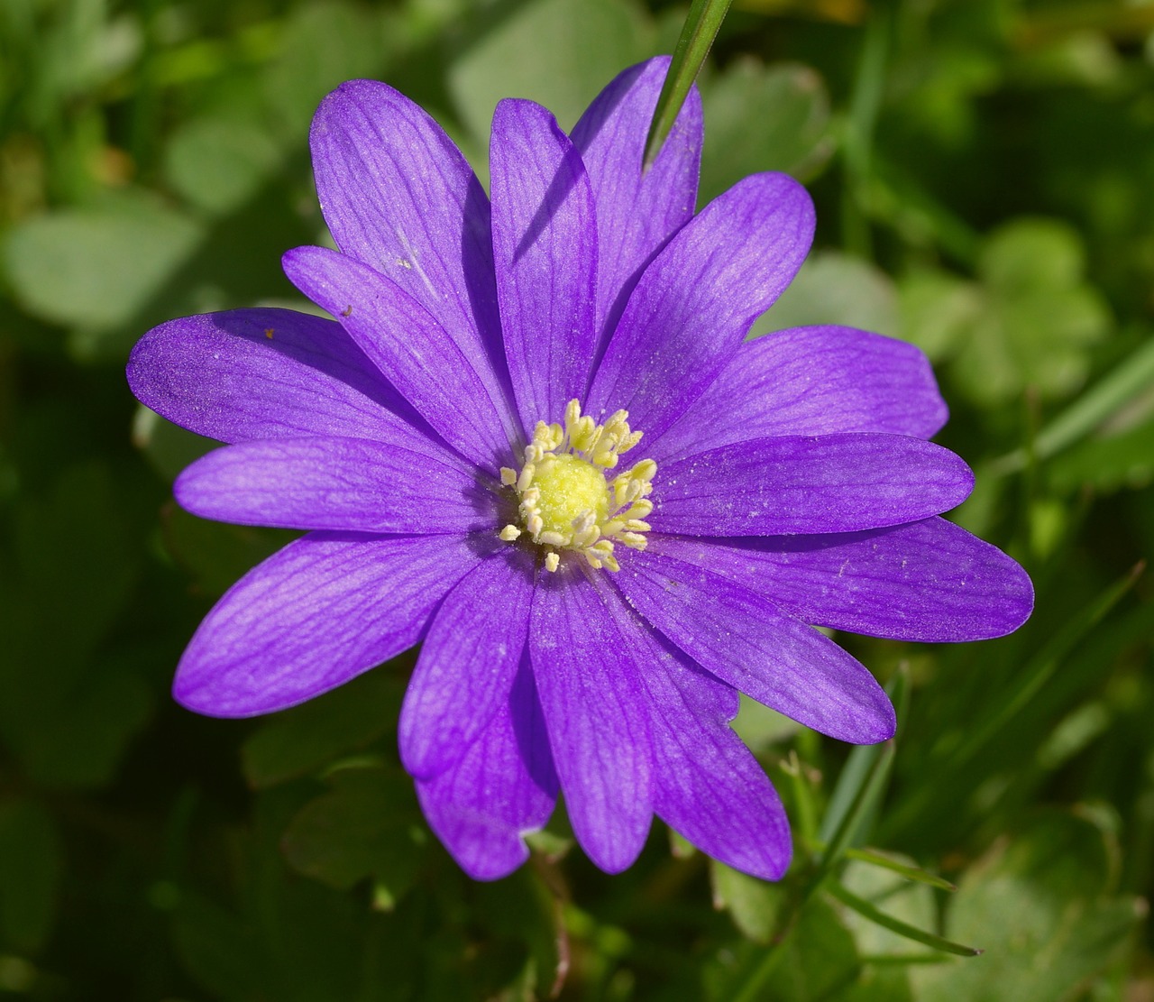 Anemonis,  Gėlė,  Makro,  Augalas,  Žiedas,  Žydėti,  Žiedlapiai,  Spalvinga,  Sodas,  Mėlynas