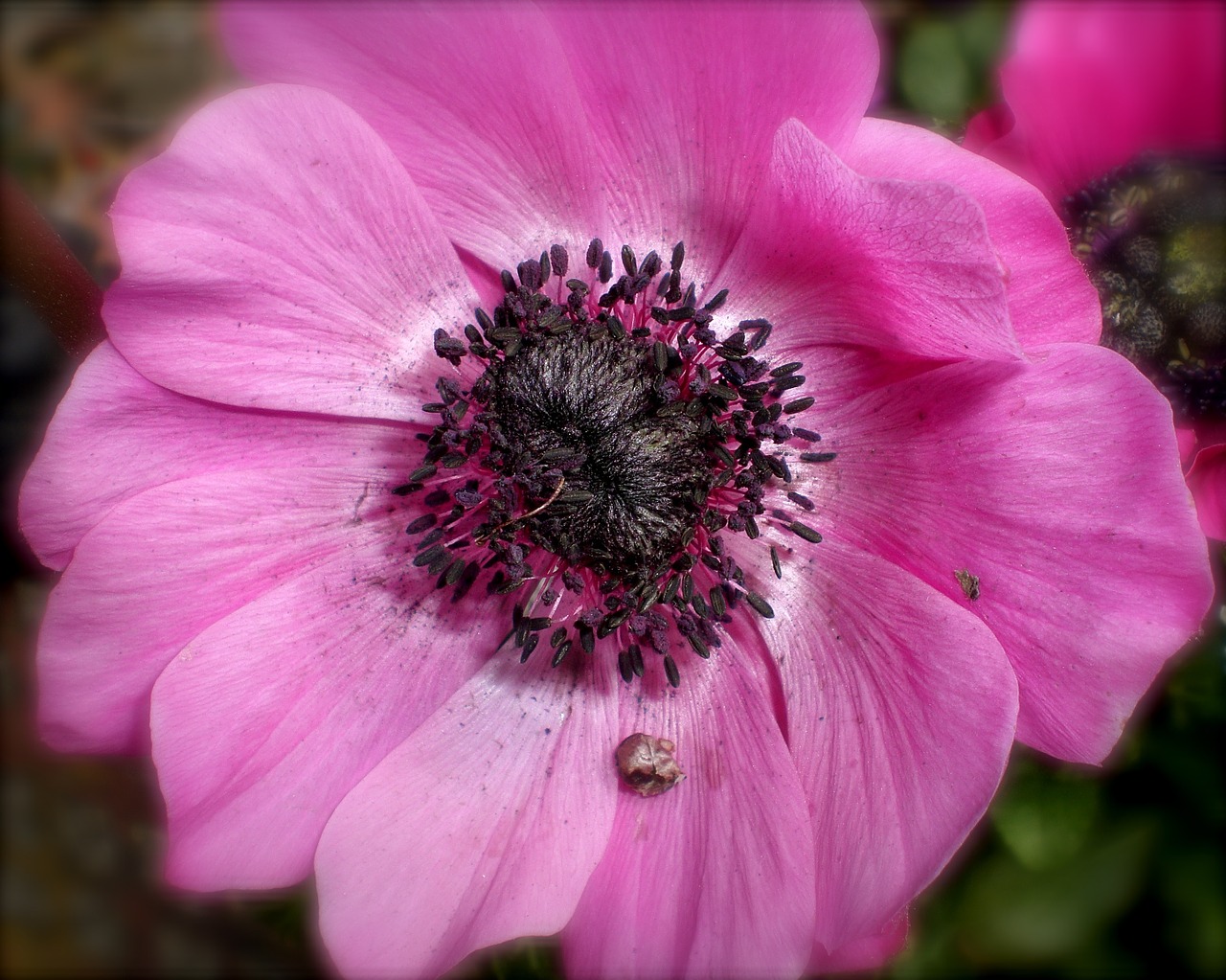 Anemonis, Rožinis, Gėlė, Žiedas, Žydėti, Dekoratyvinis Augalas, Pavasaris, Nemokamos Nuotraukos,  Nemokama Licenzija