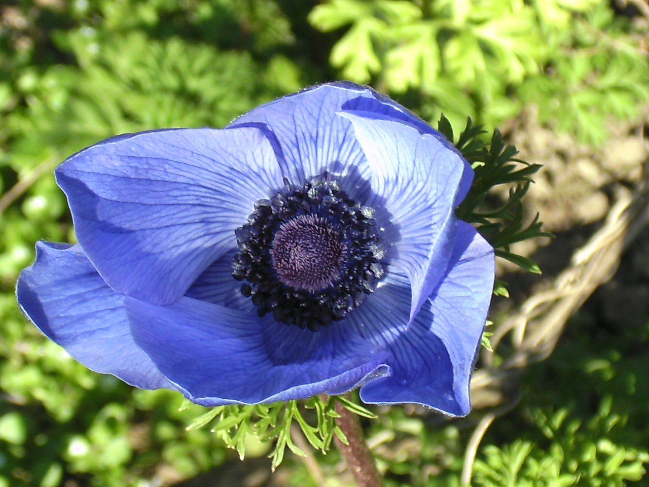 Anemonis,  Gėlė,  Sodas,  Žiedas,  Žydėti,  Uždaryti, Nemokamos Nuotraukos,  Nemokama Licenzija