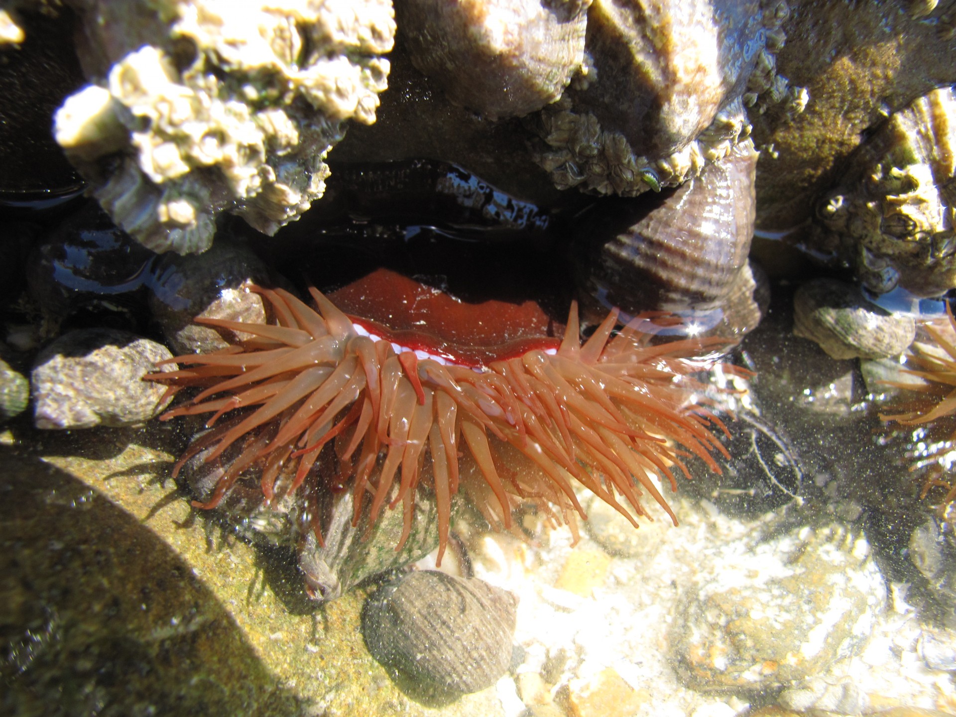 Anemonis,  Jūra,  Raudona,  Vanduo,  Čiuptuvas,  Gėlė,  Augalas,  Raudonos Jūros Anemonis, Nemokamos Nuotraukos,  Nemokama Licenzija