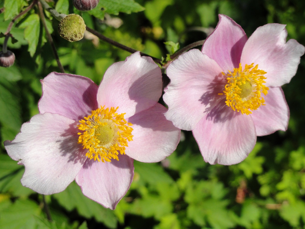 Anemonis Vitifolia, Anemonis Elegans, Gėlė, Makro, Flora, Žydi, Botanika, Augalas, Rūšis, Nemokamos Nuotraukos