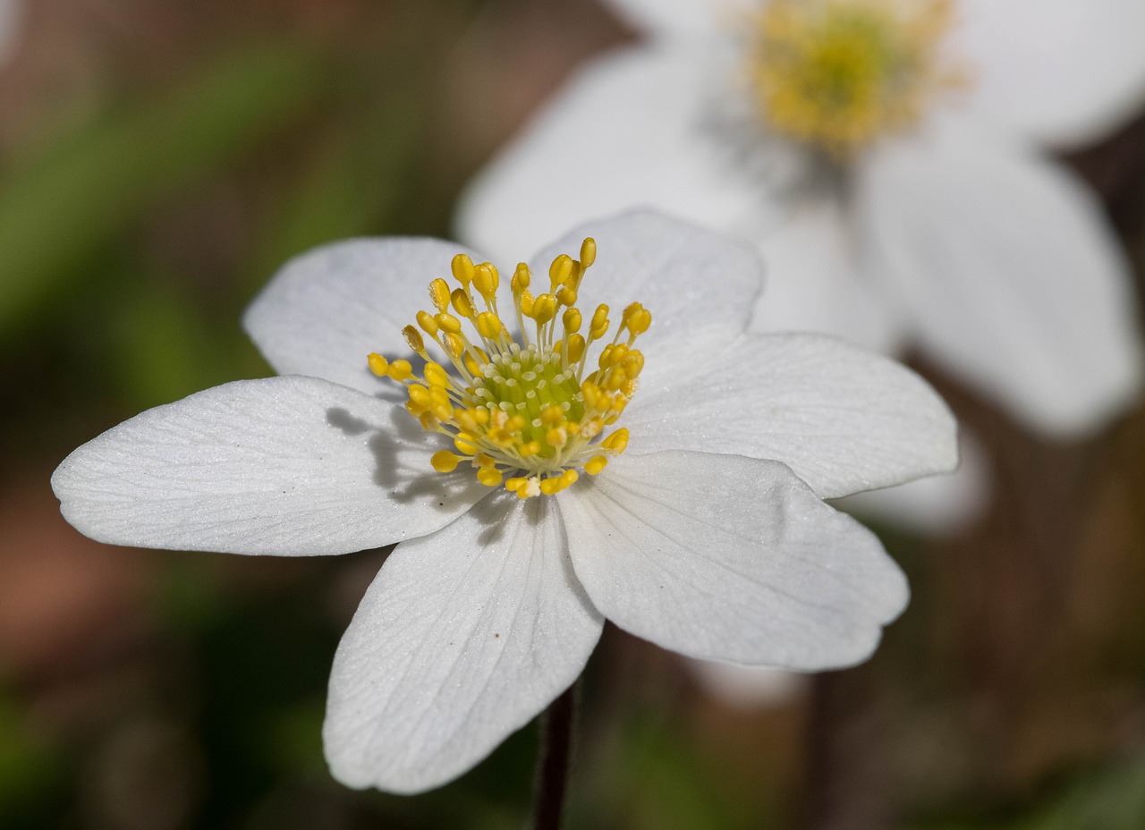 Anemones, 2017 M. Rogaland, Nemokamos Nuotraukos,  Nemokama Licenzija