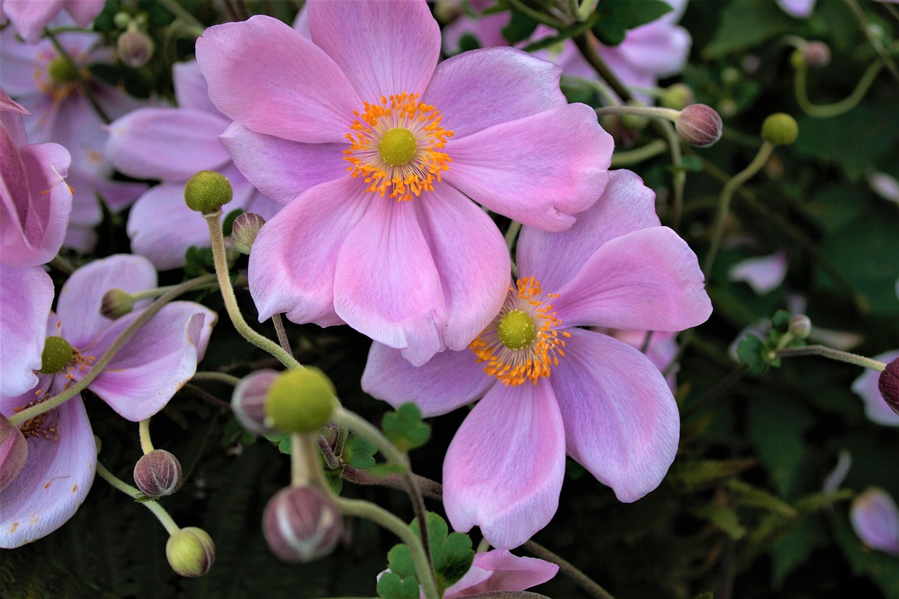 Anemones, Sodas, Sodo Augalas, Violetinė, Augalas, Gėlės, Gamta, Nemokamos Nuotraukos,  Nemokama Licenzija