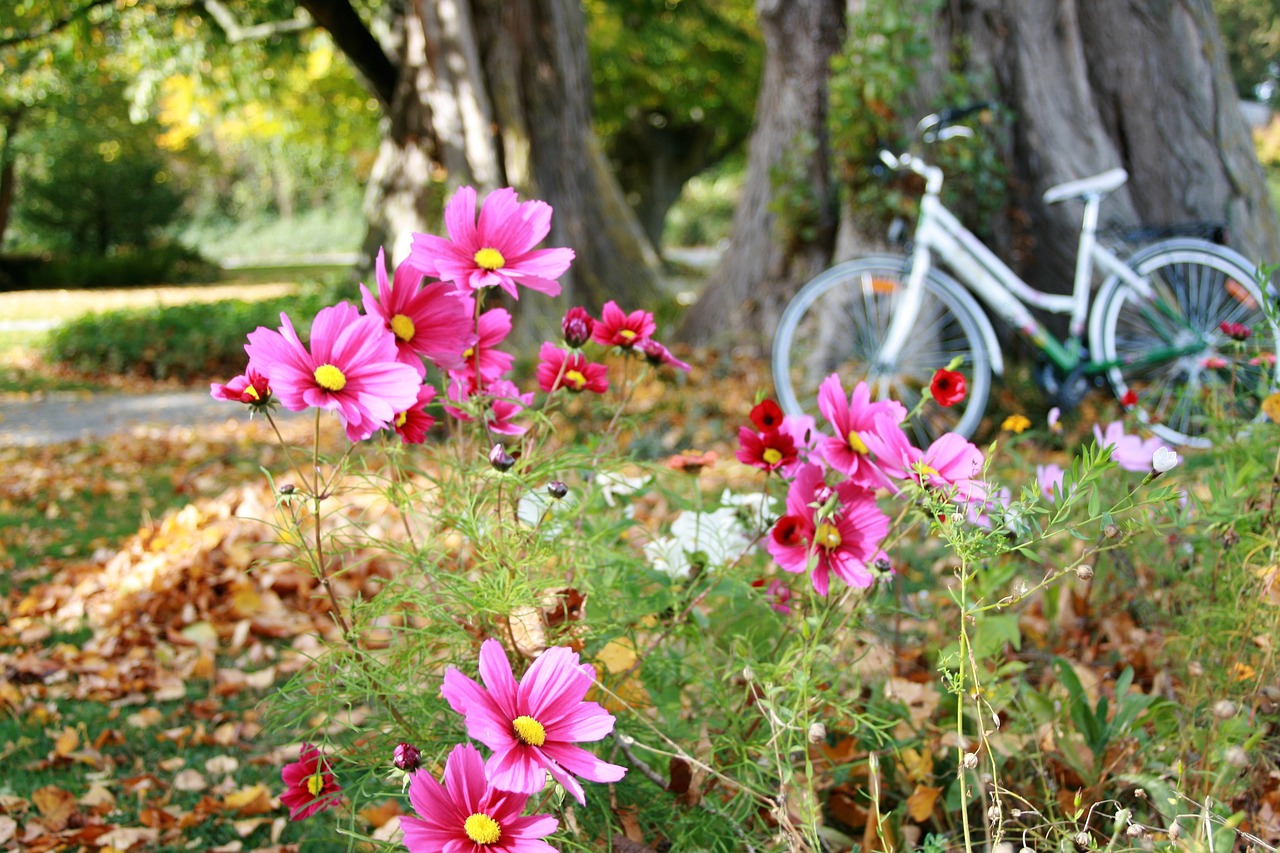 Anemones, Rudens Gėlės, Ruduo, Delikatesas, Dviratis, Romantika, Geltonieji Lapai, Medis, Parkas, Spacer