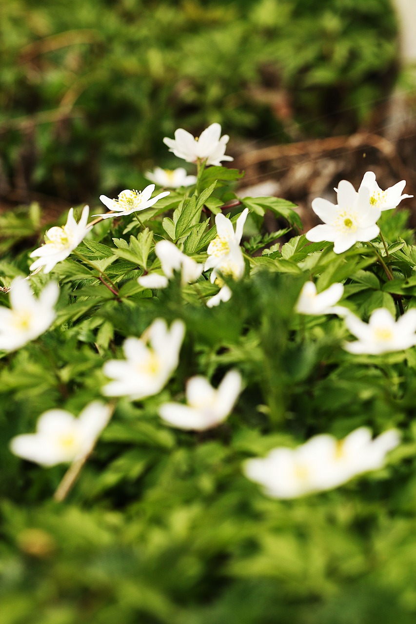 Plukių,  Pobūdį,  Gėlė,  Floros,  Lapų,  Lauke, Nemokamos Nuotraukos,  Nemokama Licenzija