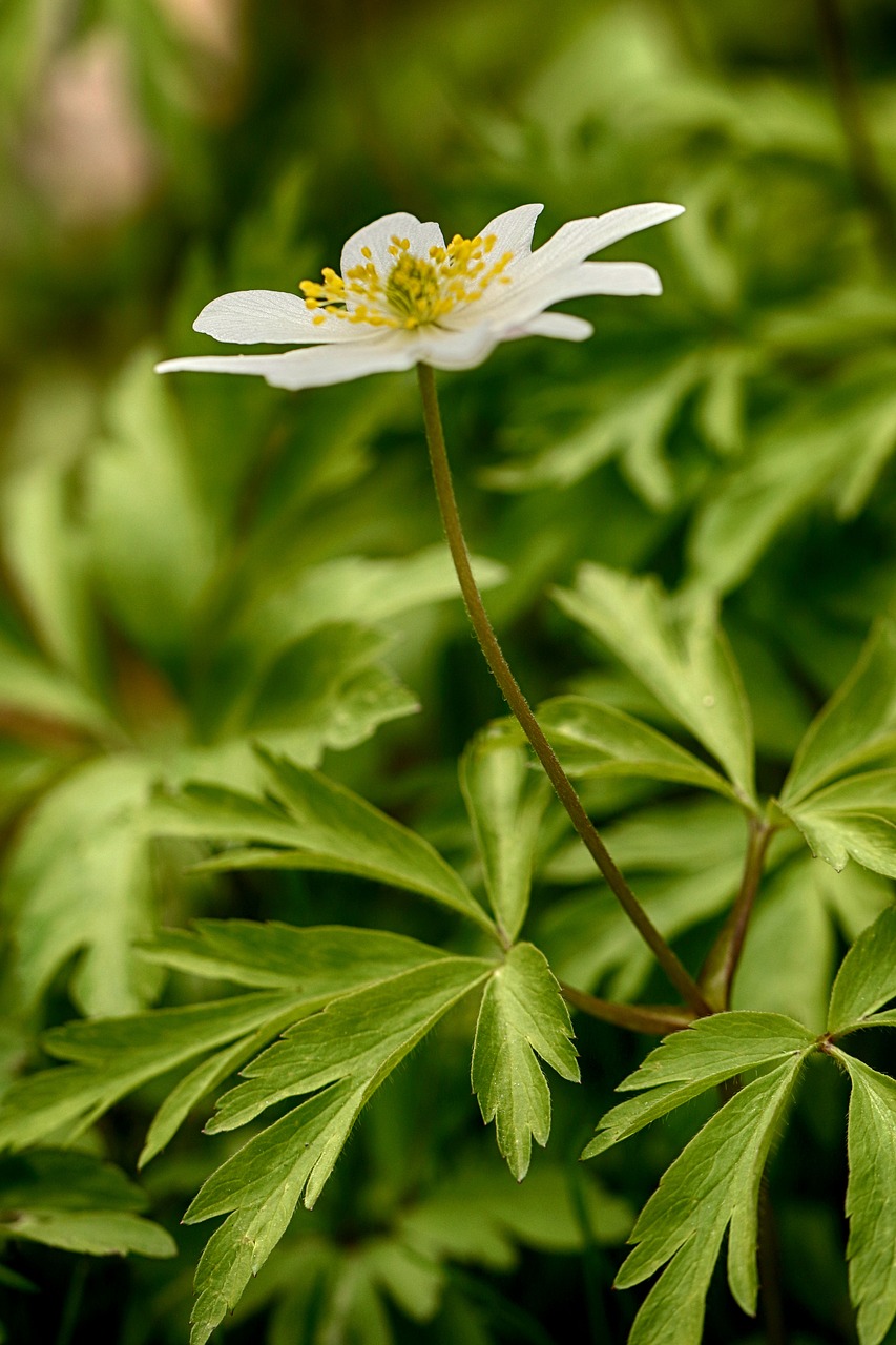 Plukių,  Floros,  Pobūdį,  Lapų,  Lauke,  Pavasaris, Nemokamos Nuotraukos,  Nemokama Licenzija