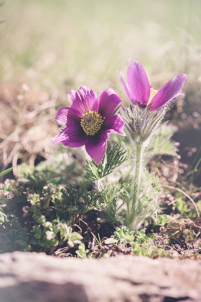 Plukių,  Violetinė,  Violetiniai Plukių,  Pobūdį,  Gėlė,  Iš Arti,  Floros,  Pavasaris,  Žiedas,  Žydi