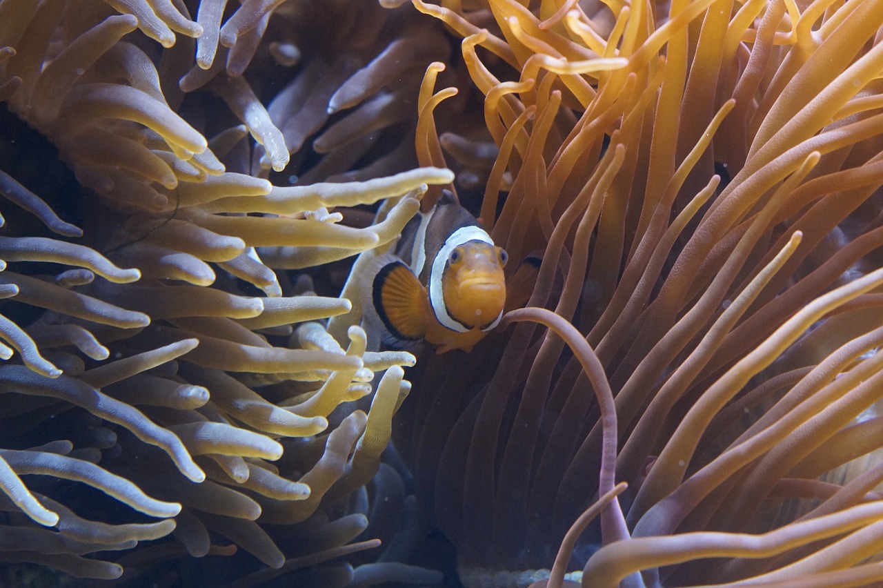 Anemones, Jūros Anemones, Povandeninis Pasaulis, Akvariumas, Jūra, Padaras, Povandeninis, Vanduo, Meeresbewohner, Anemonis