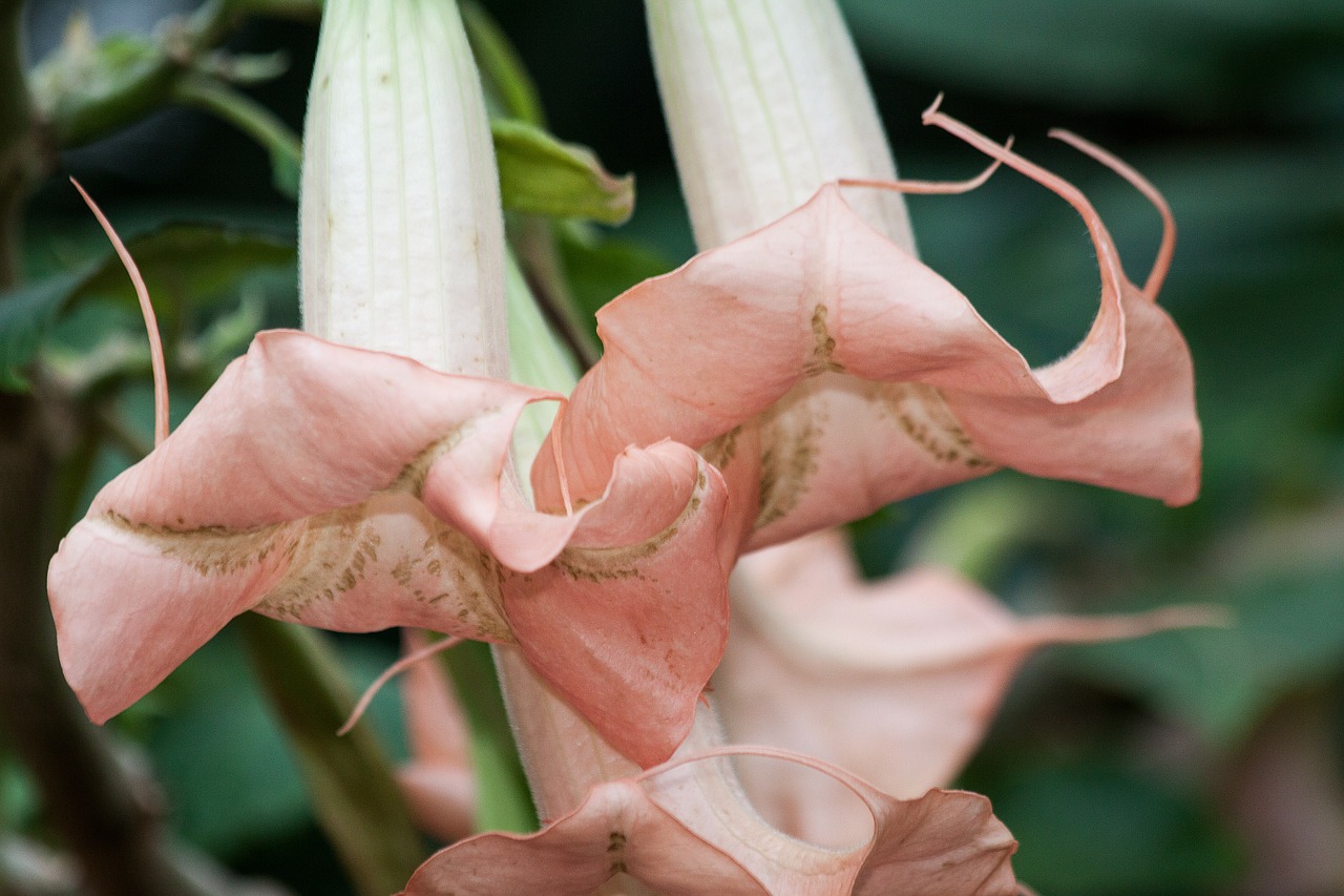 Angelo Trimitai, Brugmansia, Gentis, Šeima, Palikuonys, Pietų Amerika, Toksiškas, Gėlės, Rožinis, Augalas