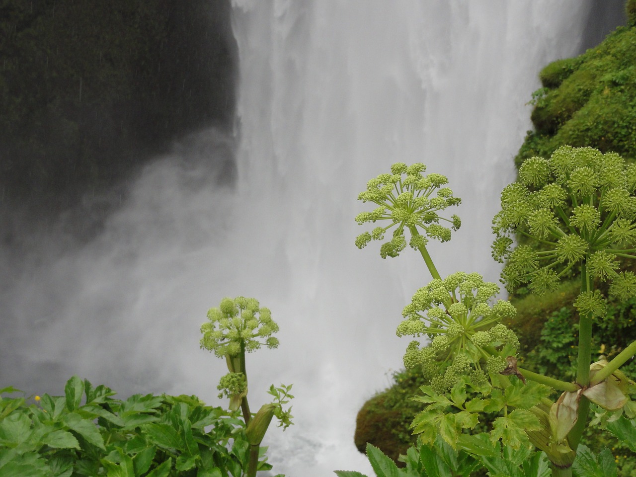 Angelica, Krioklys, Iceland, Nemokamos Nuotraukos,  Nemokama Licenzija