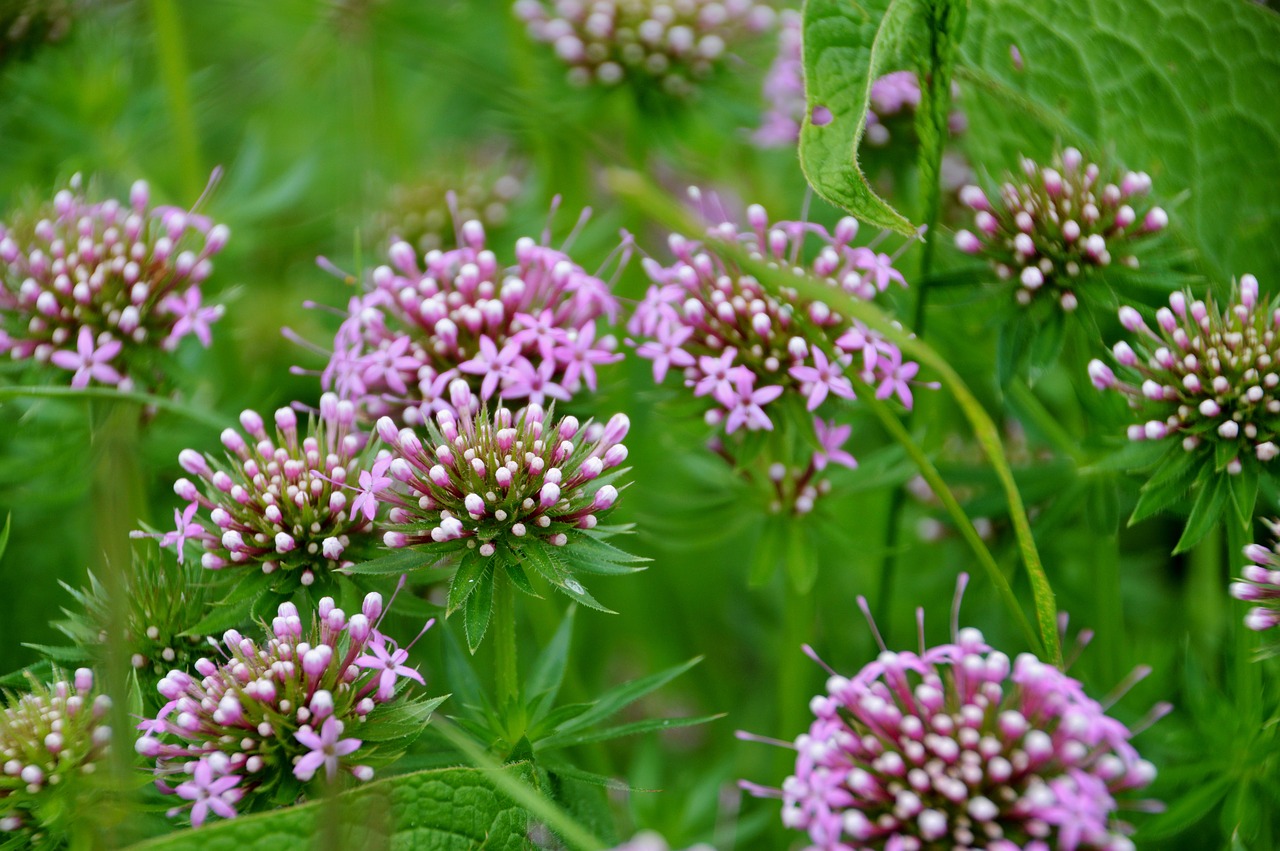 Angelica,  Kvepalai-Muskuso,  Apiacées,  Angeliškosioms Mediena,  Angelišką,  Daugiamečiai Arba Dvejus,  Baltos Gėlės,  Rausvos Gėlės,  Vaistinio Gėlių,  Gėlė