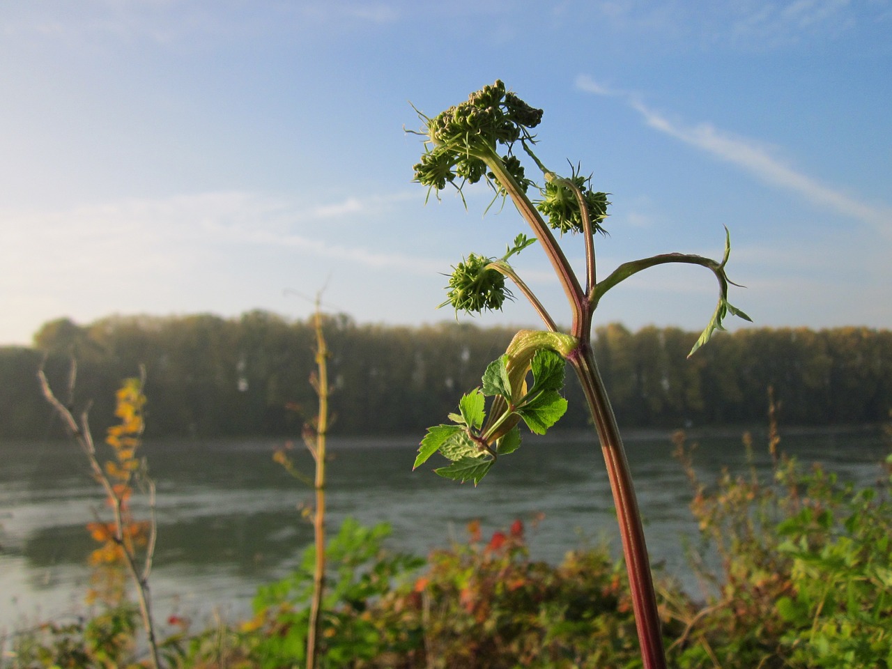 Angelica Sylvestris,  Laukinė Angelika,  Wildflower,  Augalas,  Rūšis,  Botanika,  Flora,  Žiedynas, Nemokamos Nuotraukos,  Nemokama Licenzija