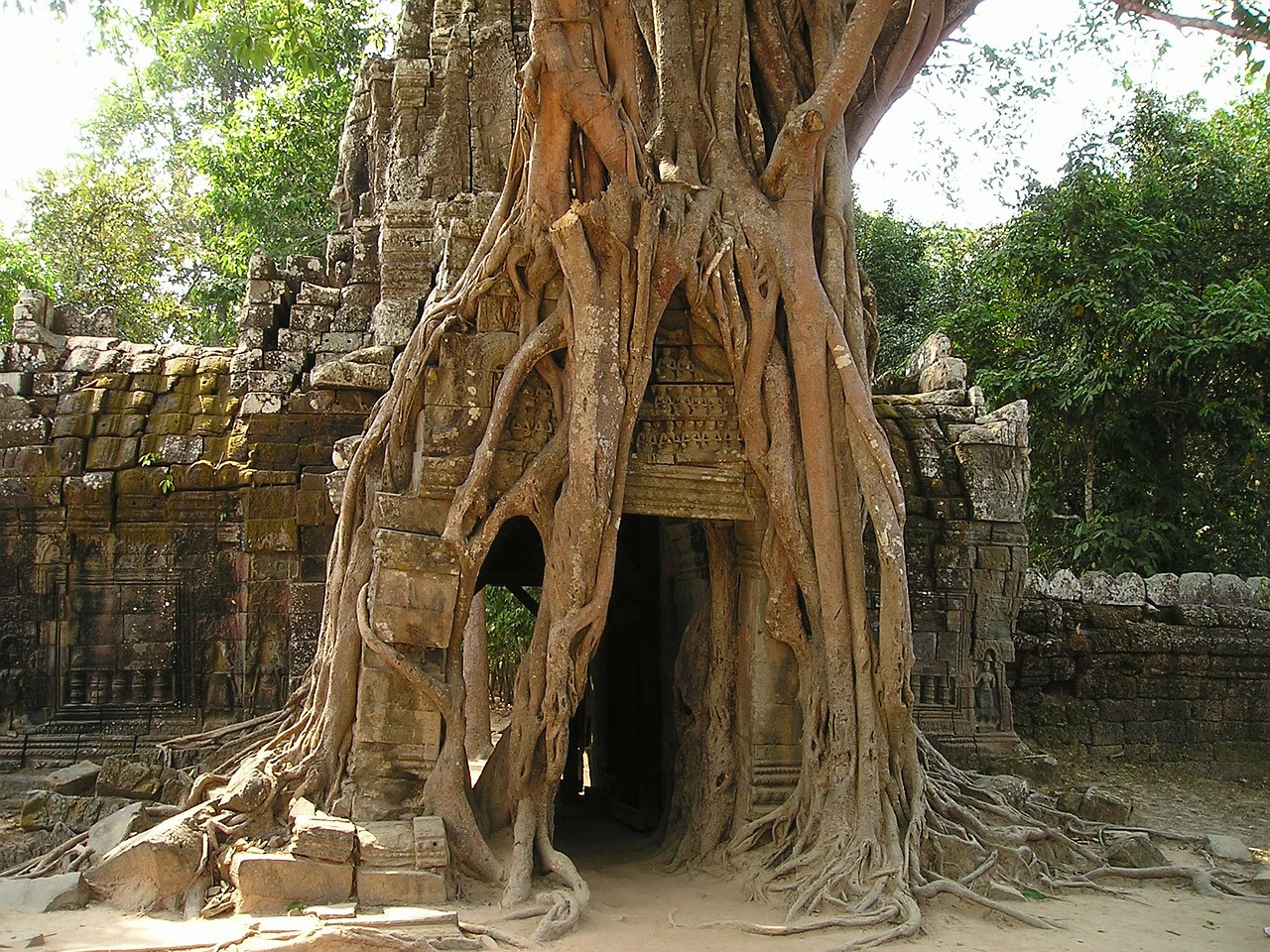 Angkor, Wat, Kambodža, Užaugo, Džiunglės, Šventykla, Medis, Šaknis, Į Pietryčius, Asija