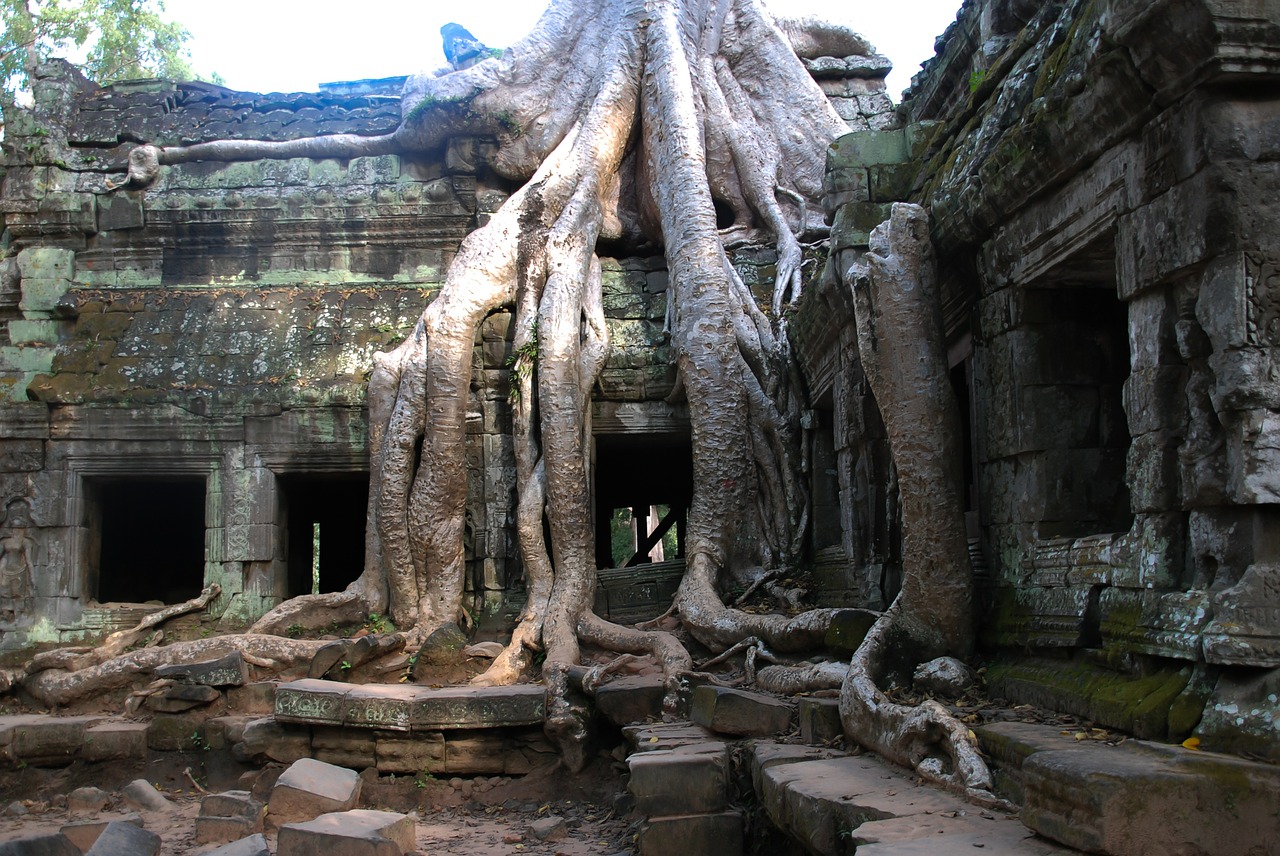 Angkor Wat, Medis, Turizmas, Kelionė, Šaknis, Kelionė, Kambodža, Nemokamos Nuotraukos,  Nemokama Licenzija