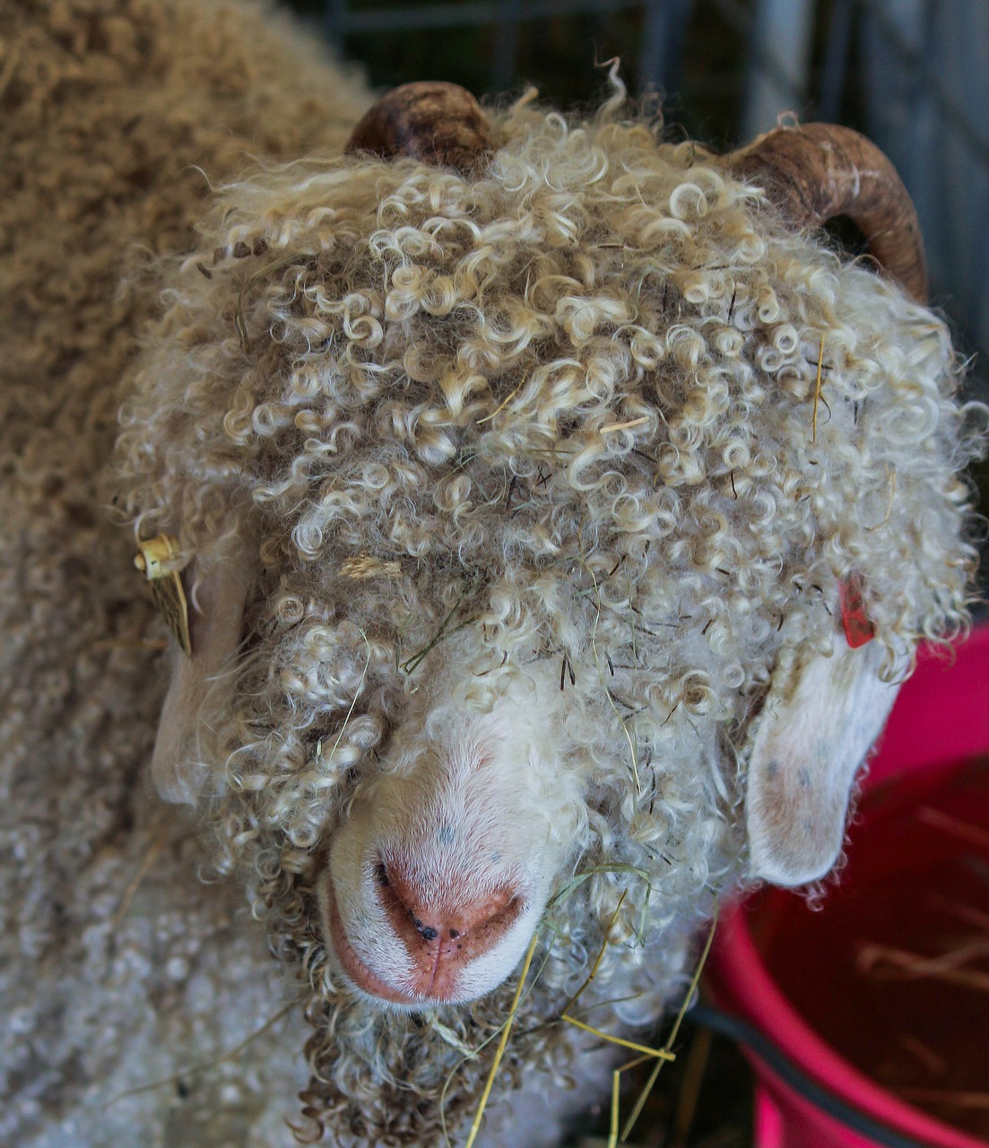 Angoros Ožka, Mohair, Vilna, Vilnos, Gyvūnas, Laukinė Gamta, Laukiniai, Zoologija, Žinduolis, Rūšis