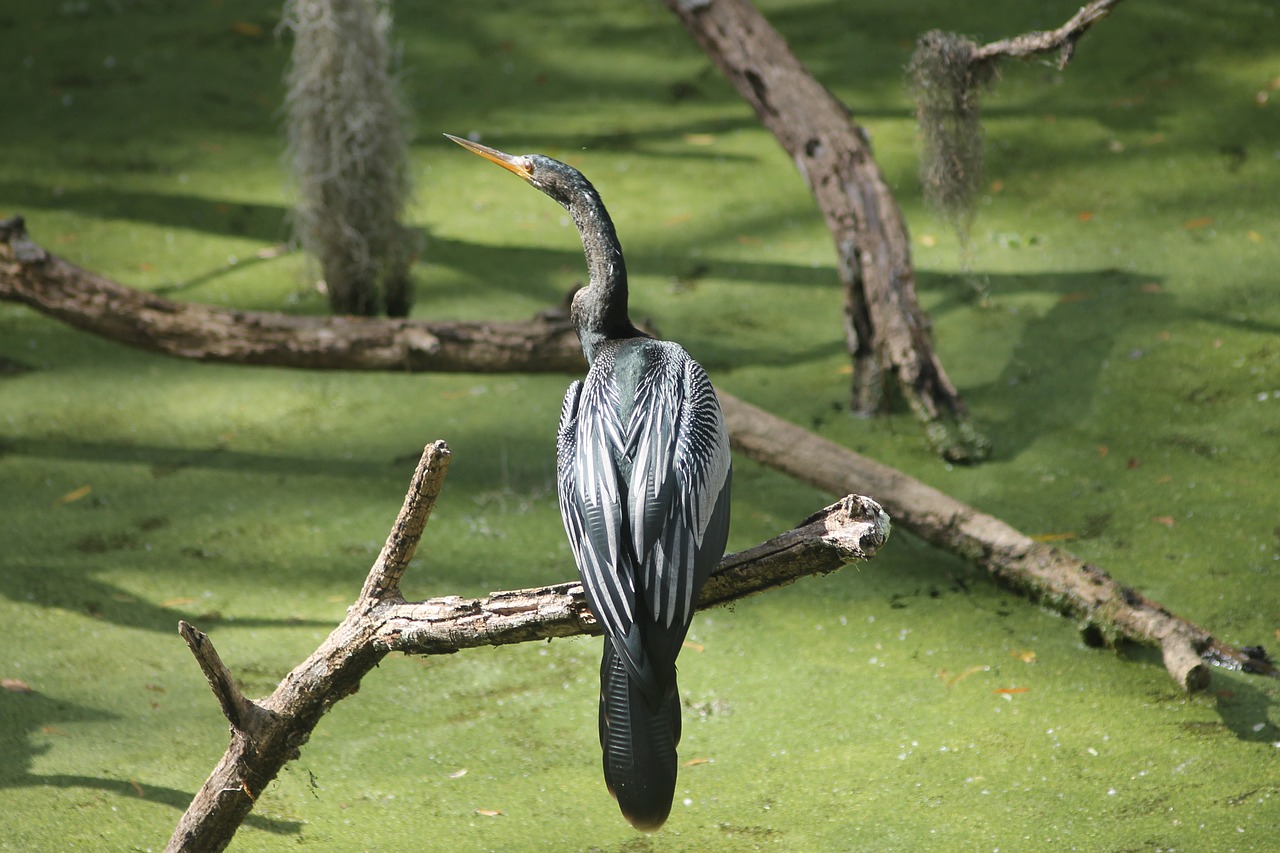 Anhinga, Ratas B Rezervas, Pelkė, Nemokamos Nuotraukos,  Nemokama Licenzija