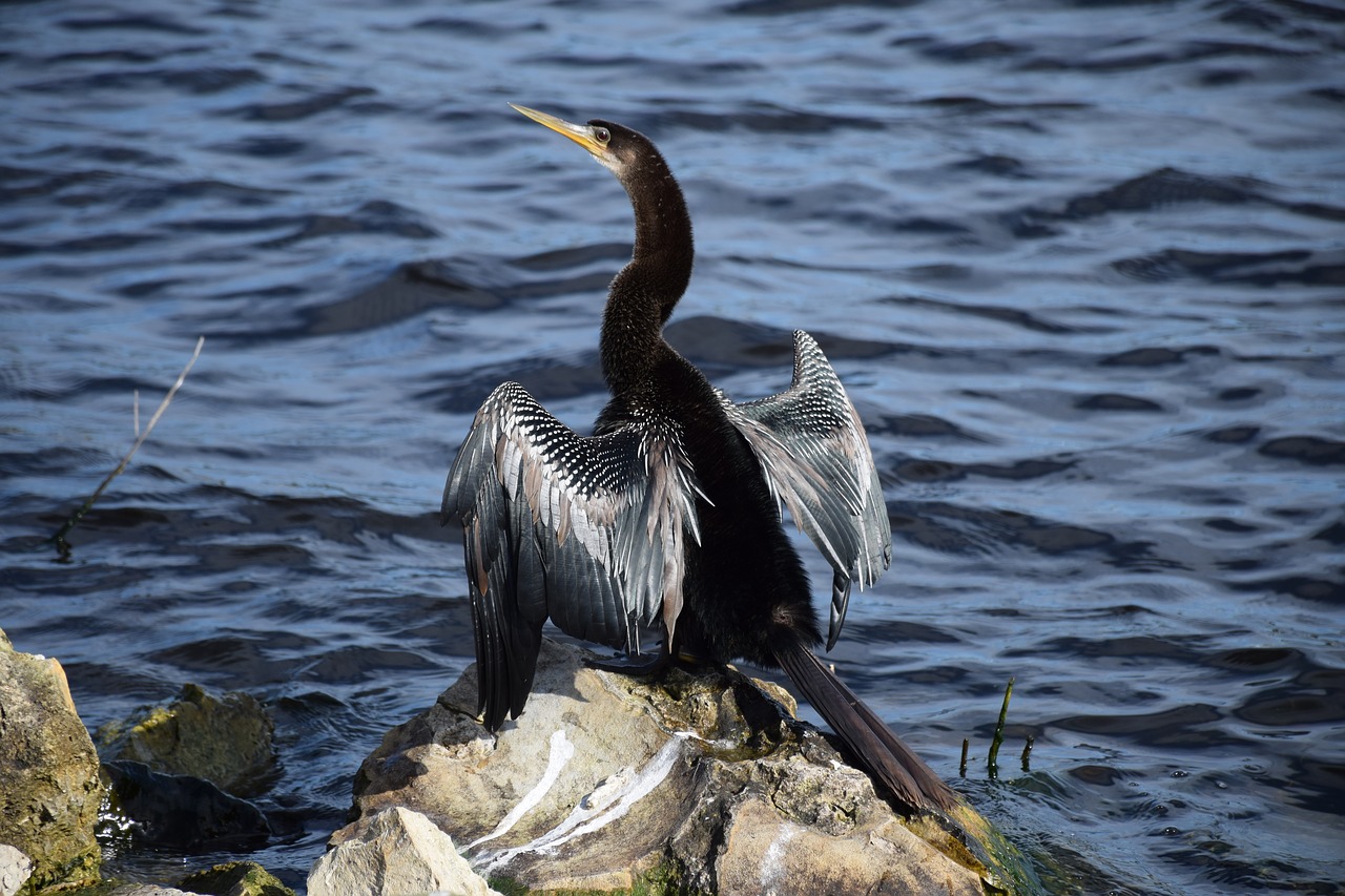 Anhinga, Sparnai, Džiovinimas, Paukštis, Viso Kūno, Rokas, Ežeras, Ežeras Toho, Kissimmee, Florida