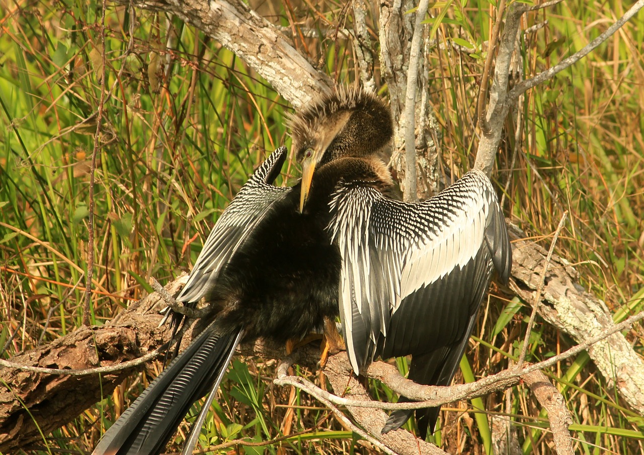 Anhinga, Paukštis, Skristi, Sparnai, Plunksna, Laukinė Gamta, Snapas, Laukiniai, Laisvė, Lauke