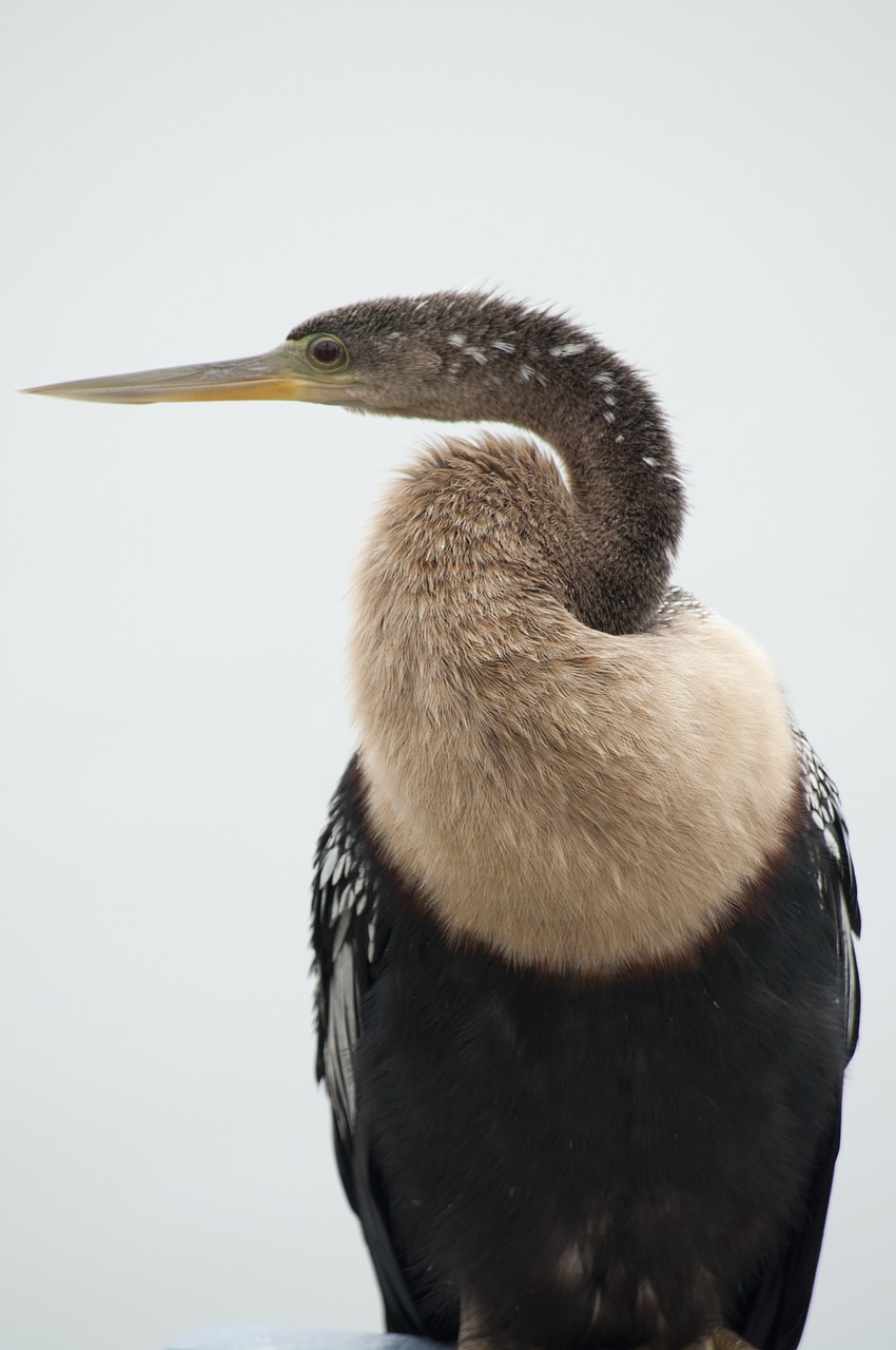 Anhinga,  Paukštis,  Laukinė Gamta,  Florida,  Gamta,  Snakebird,  Laukiniai,  Patinas,  Plunksnos,  Žuvies Valgymas