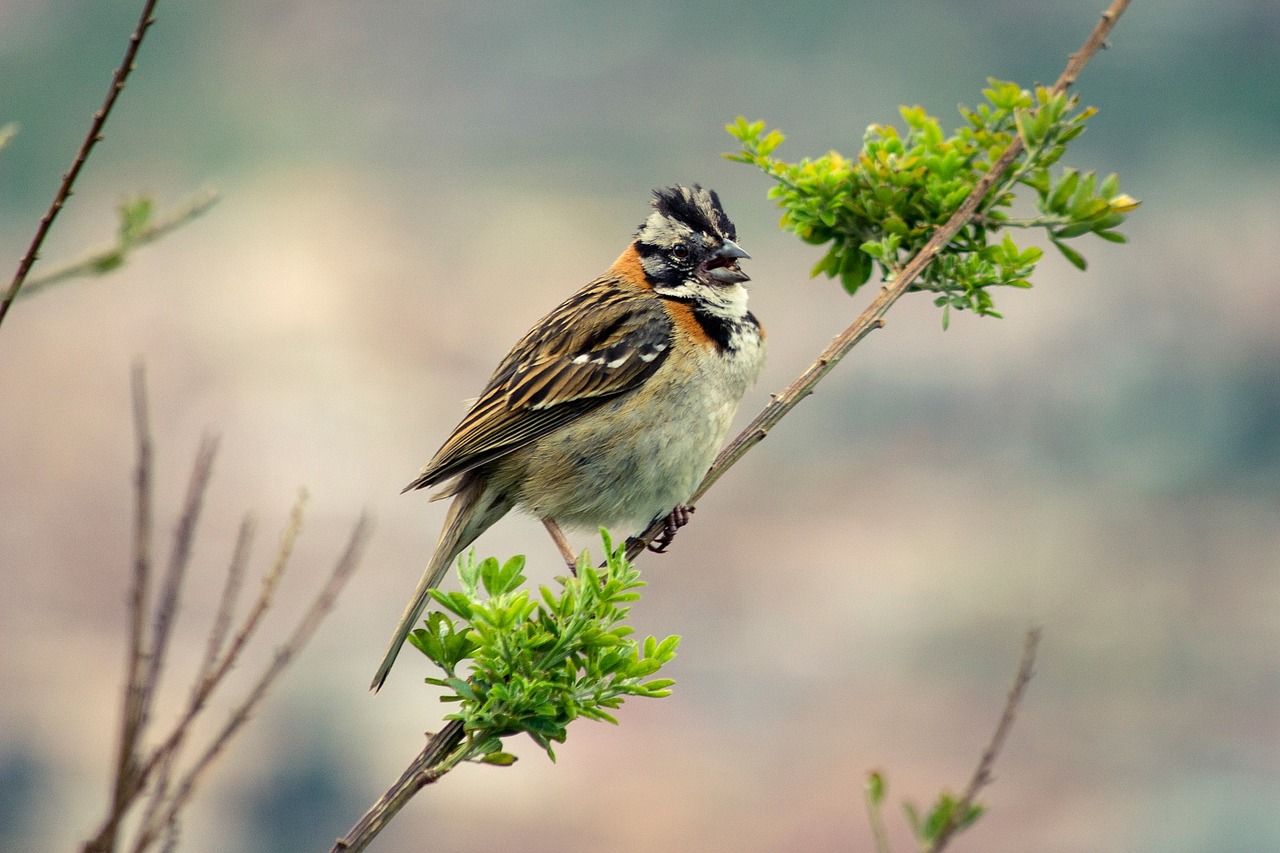 Gyvūnas, Paukštis, Ave, Paukščiai, Gyvūnų Pasaulis, Gamta, Plunksnos, Gyvūnai, Fauna, Nemokamos Nuotraukos