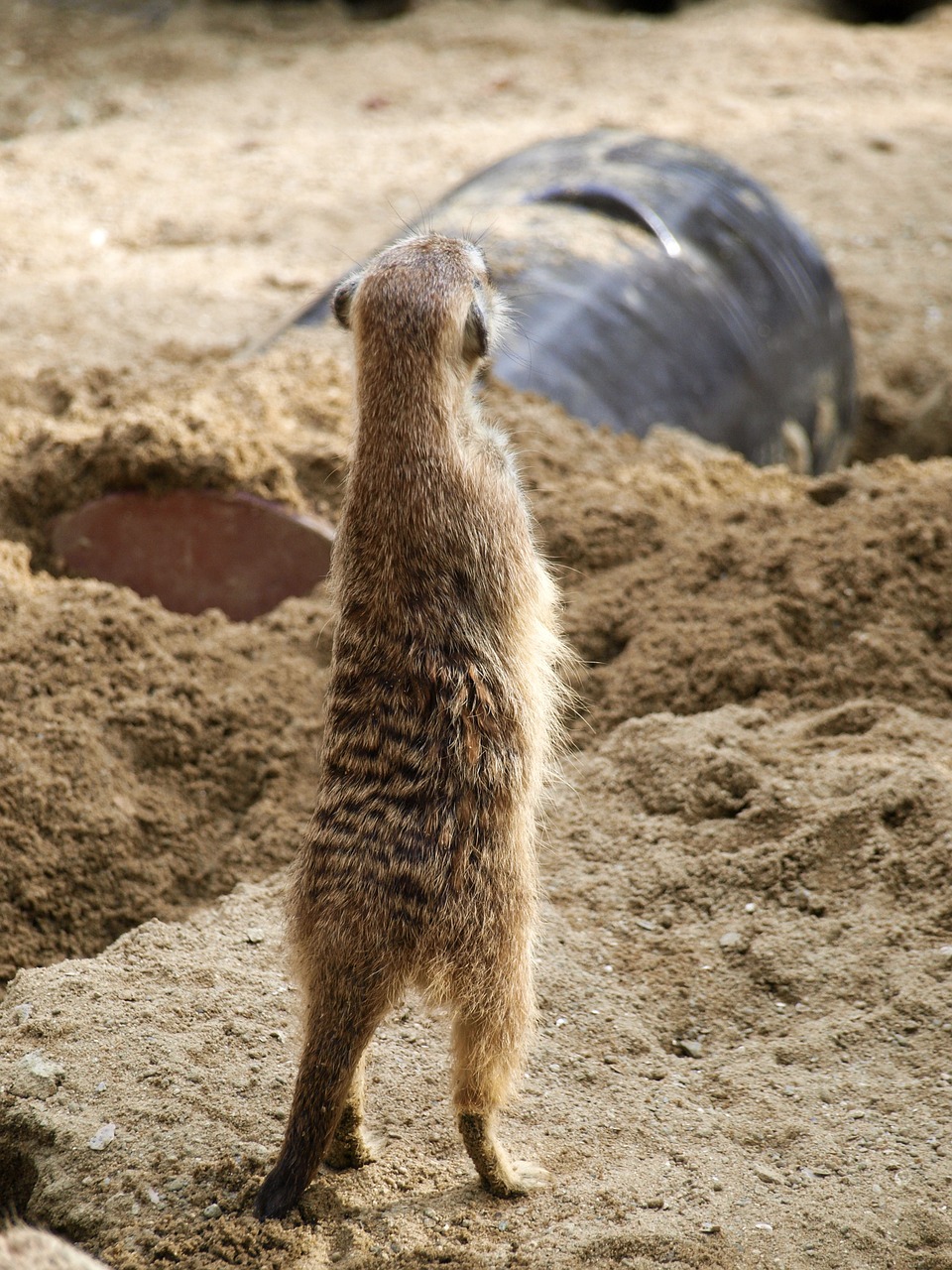 Gyvūnas, Zoologijos Sodas, Meerkat, Tu Oro Striukė, Poopingas, Galinis Tae, Nemokamos Nuotraukos,  Nemokama Licenzija