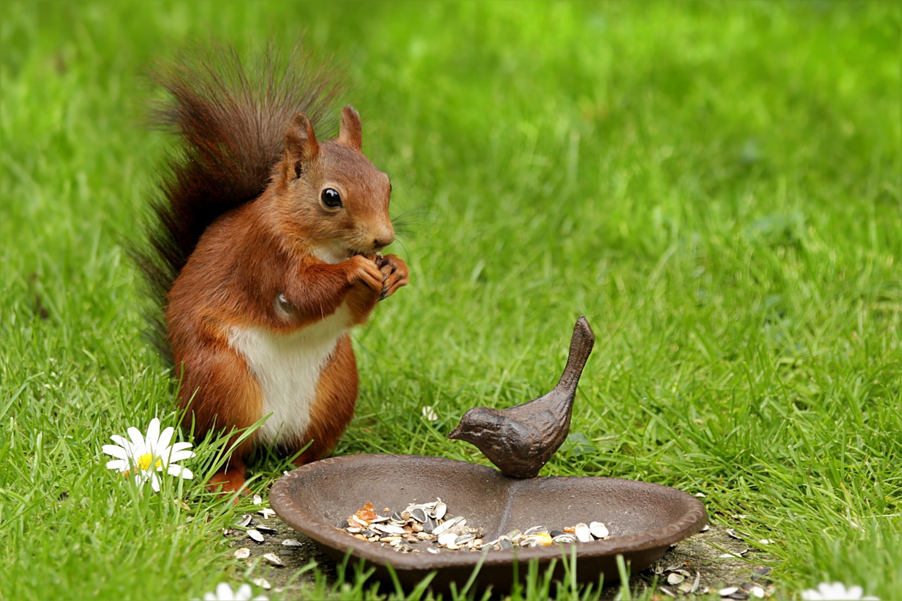 Voverė, Gyvūnas, Sciurus, Jaunas, Pavasaris, Pakabos, Sodas, Nemokamos Nuotraukos,  Nemokama Licenzija