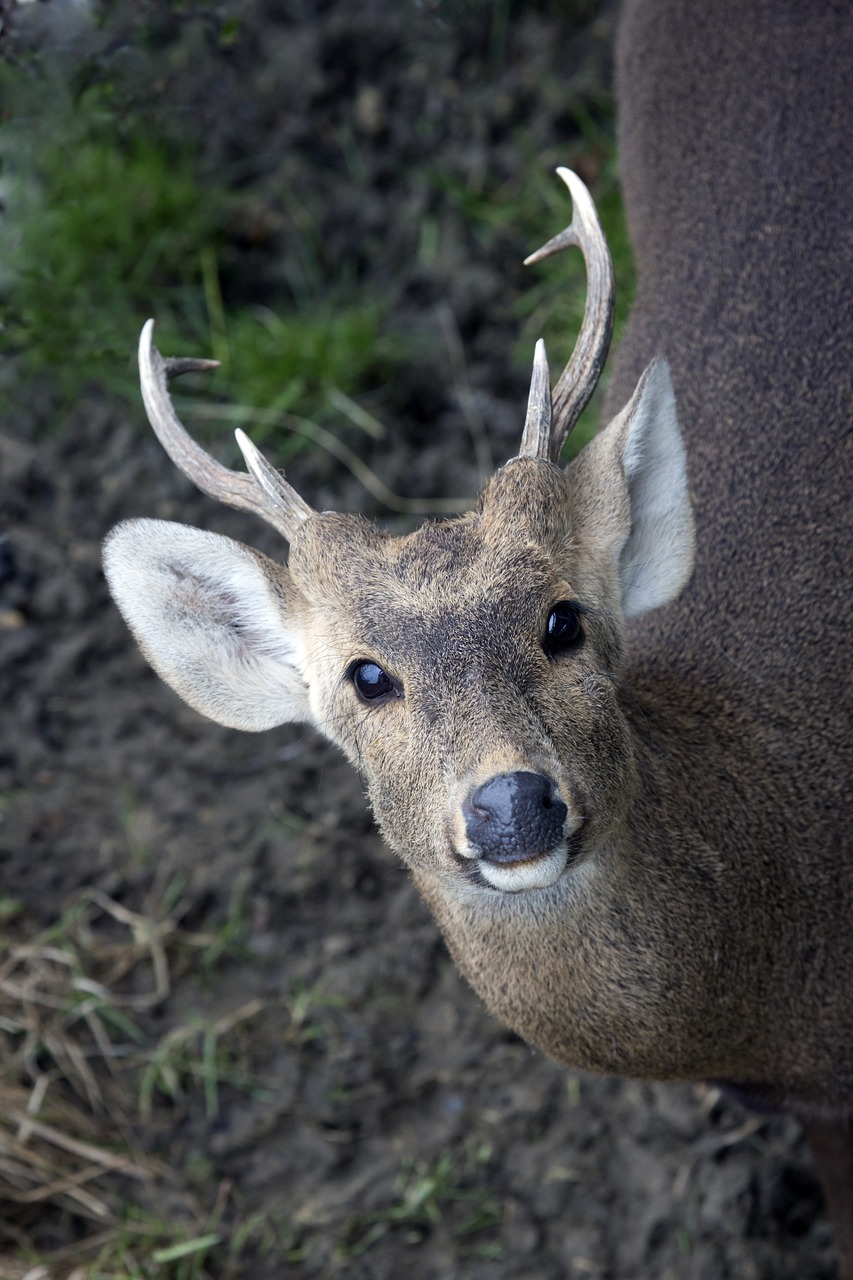 Gyvūnas, Laukiniai, Zoologijos Sodas, Gazelė, Laukinis Gyvūnas, Afrika, Biche, Gyvūnai, Fauna, Doe